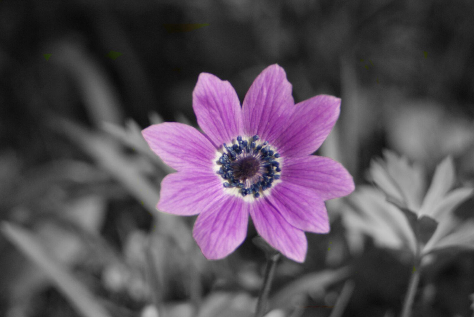 Sony Alpha DSLR-A200 sample photo. Purple, flower, violet photography