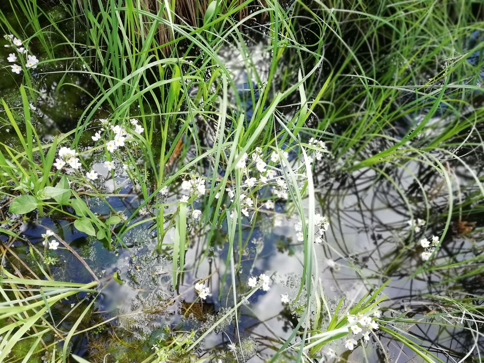 HUAWEI FIG-LX1 sample photo. Flowers in water, nature photography