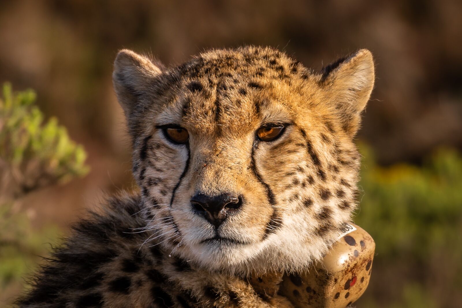 Nikon D750 sample photo. Cheetah, wildcat, africa photography