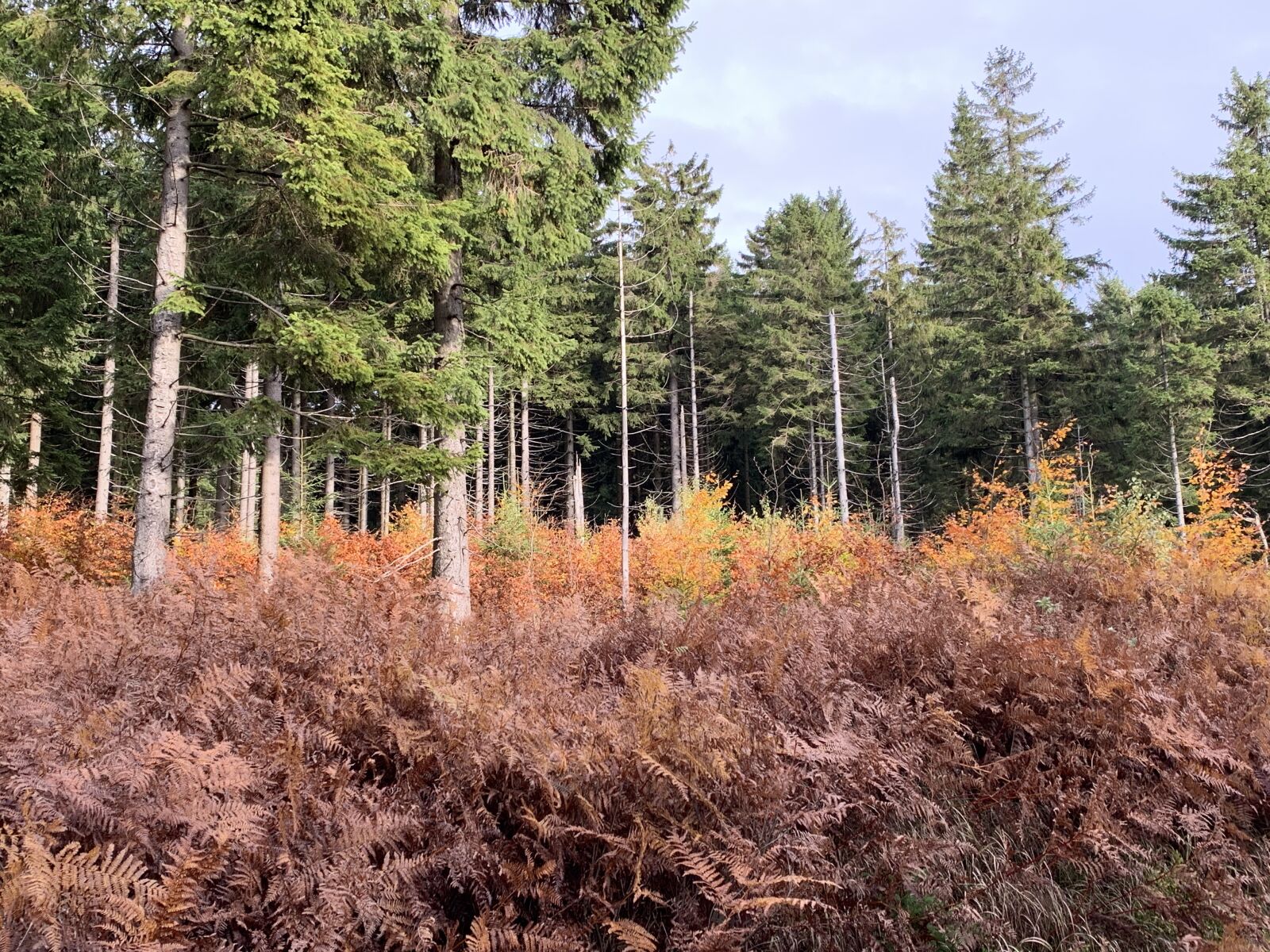 Apple iPhone XS sample photo. Log, trees pictures, atmosphere photography