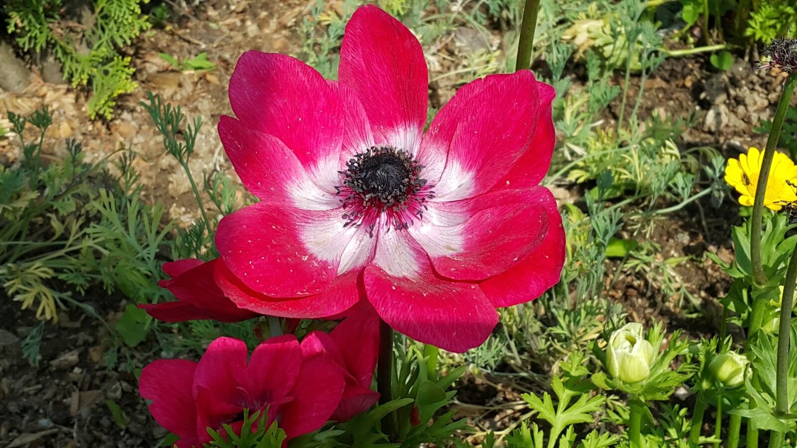 Samsung Galaxy Note4 sample photo. Spring flowers, flowers, nature photography