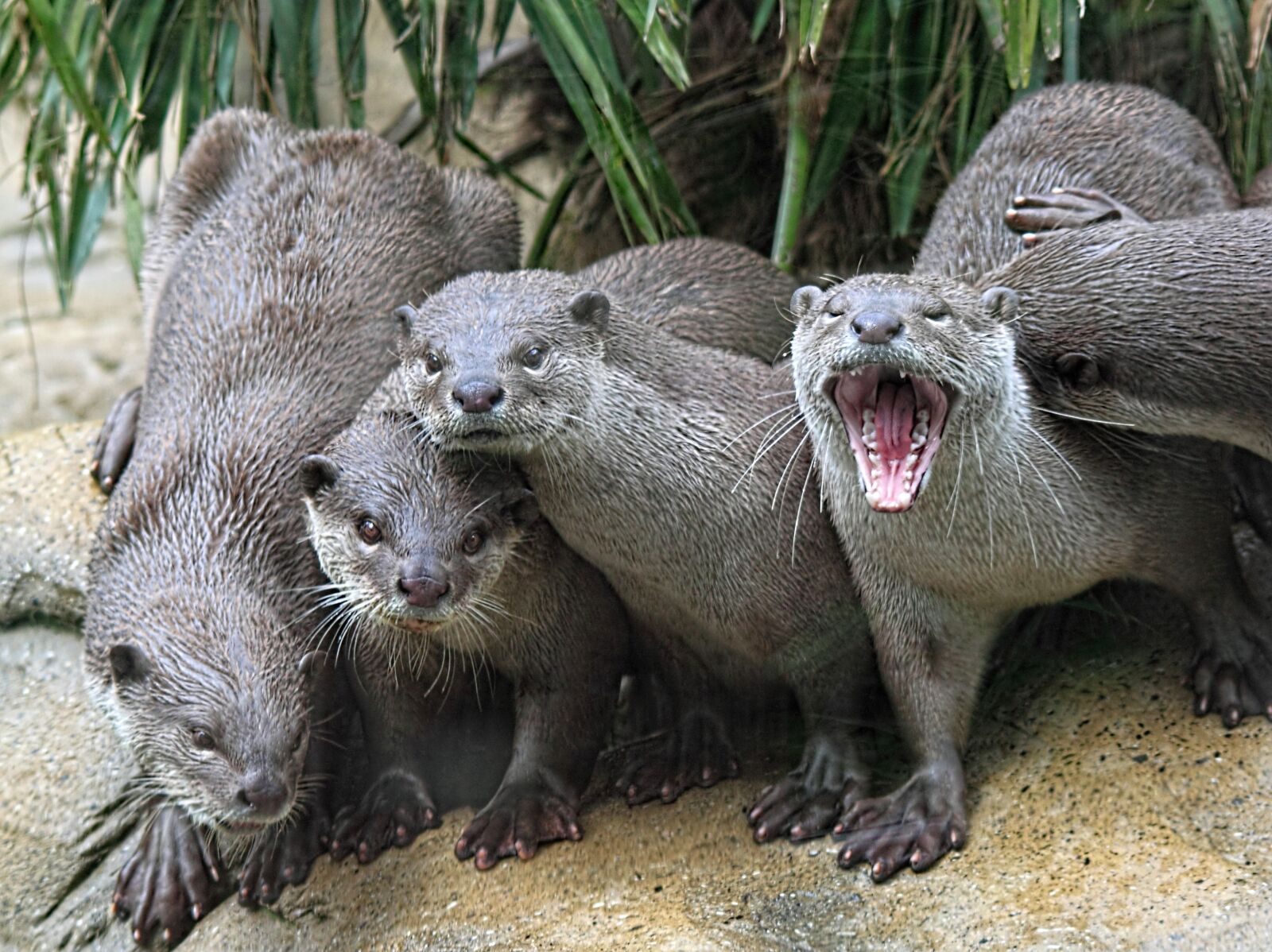 Canon EOS 500D (EOS Rebel T1i / EOS Kiss X3) sample photo. Otters, group, animal photography