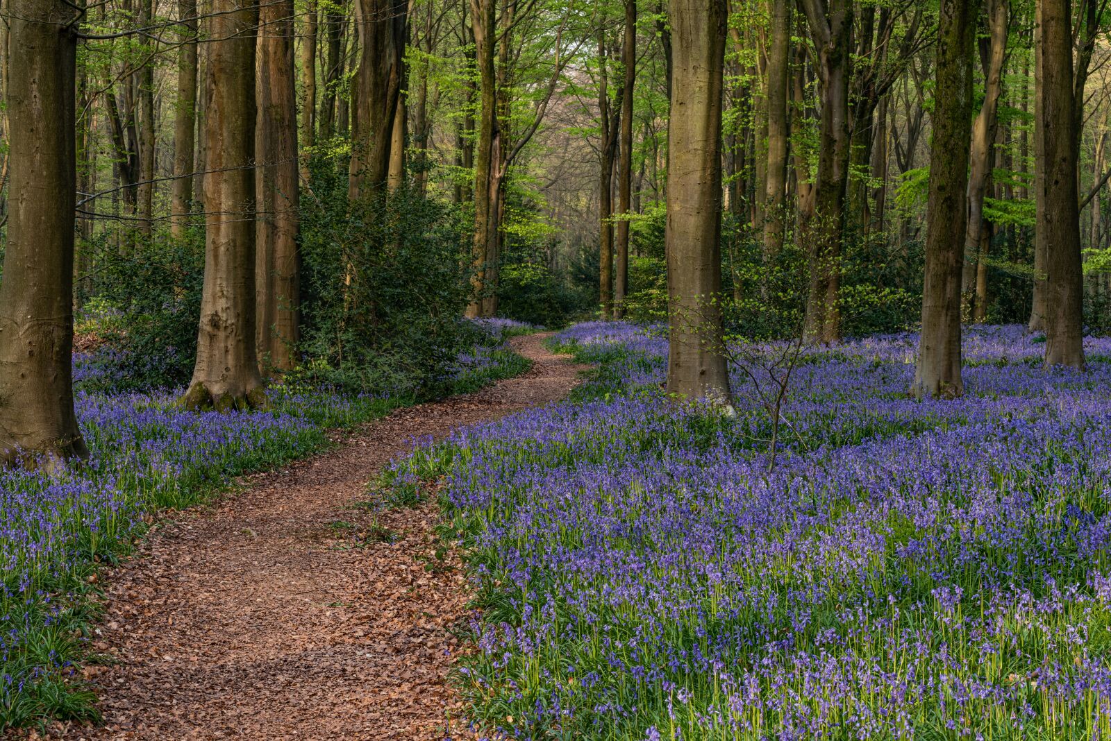 Nikon D810 sample photo. Bluebells, plant, nature photography