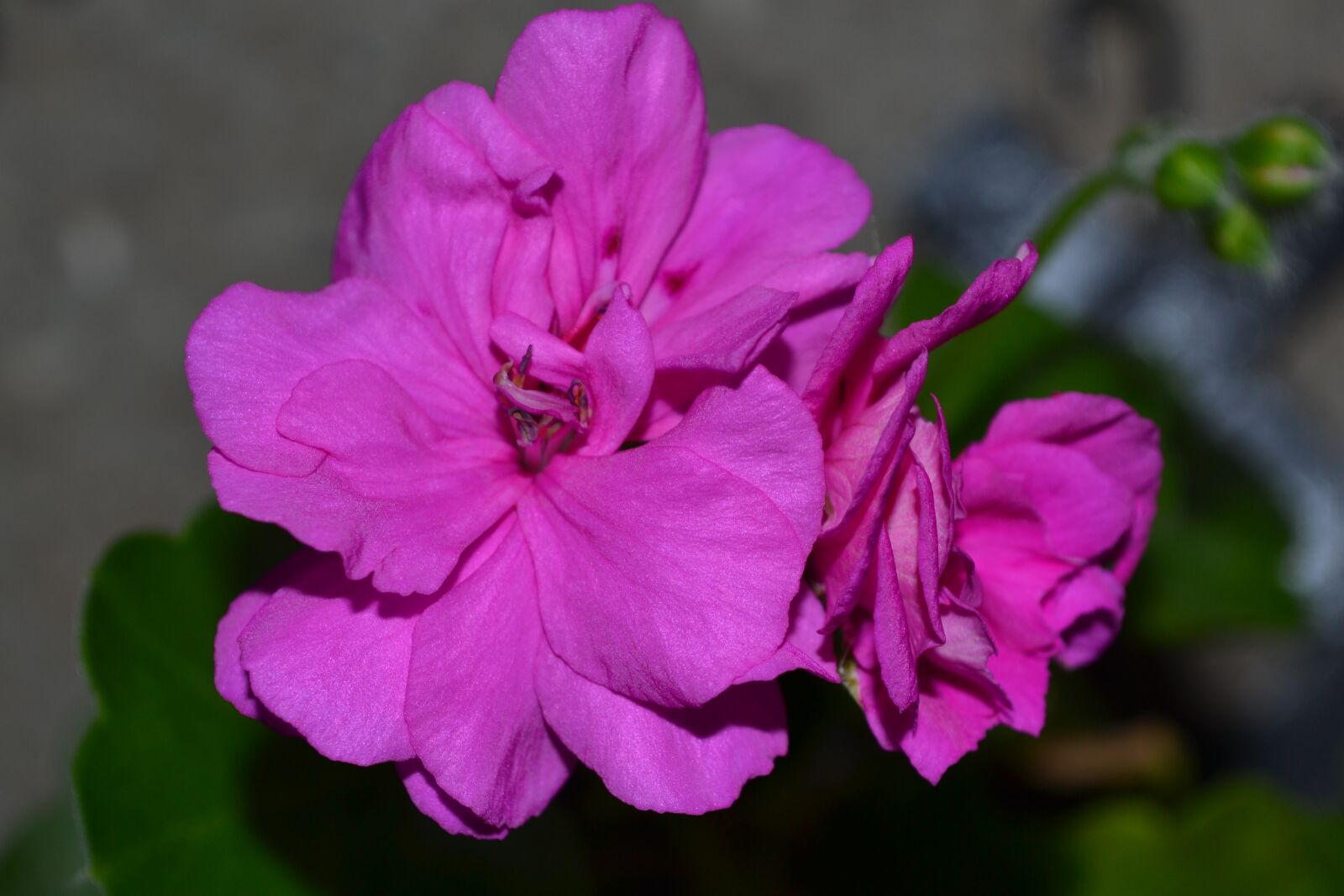Nikon D3100 sample photo. Flower, nature, plant photography