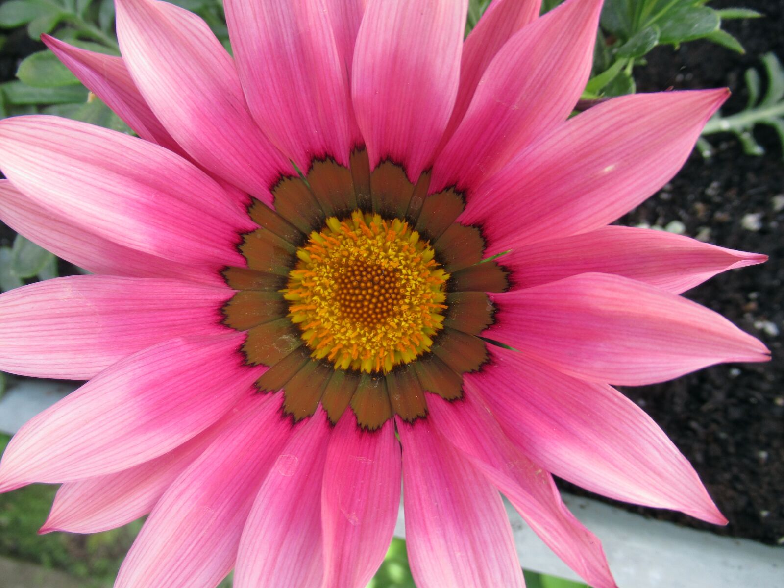 Canon PowerShot SX620 HS sample photo. Flower, plant, nature photography
