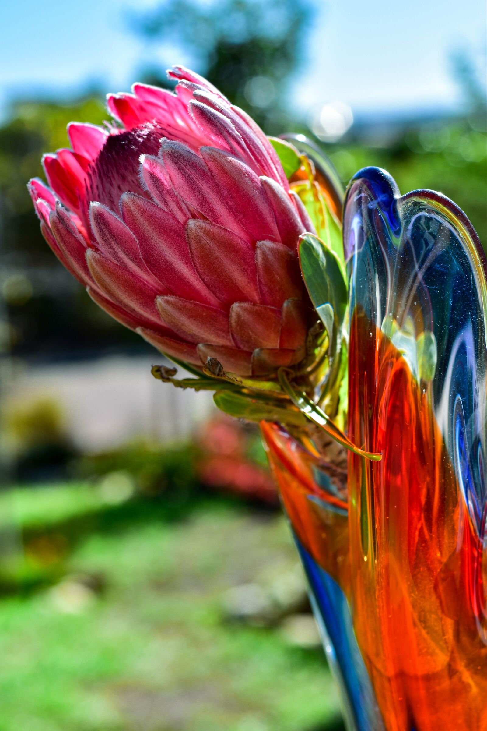 Nikon D5500 sample photo. Protea, flower, pink photography