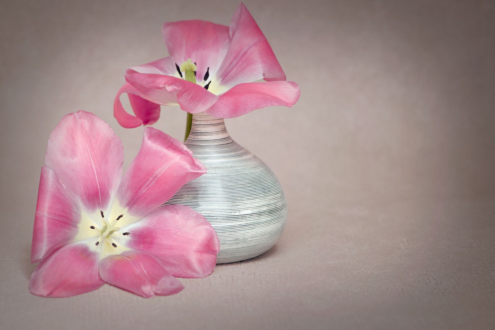 Nikon D750 sample photo. Flower, tulips, flowers photography