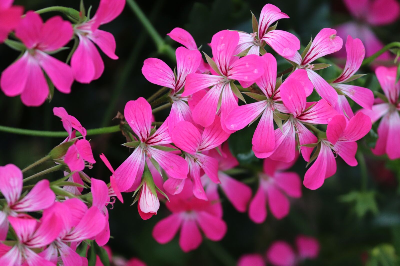 Canon EOS 200D (EOS Rebel SL2 / EOS Kiss X9) sample photo. Geranium, flowers, pink photography