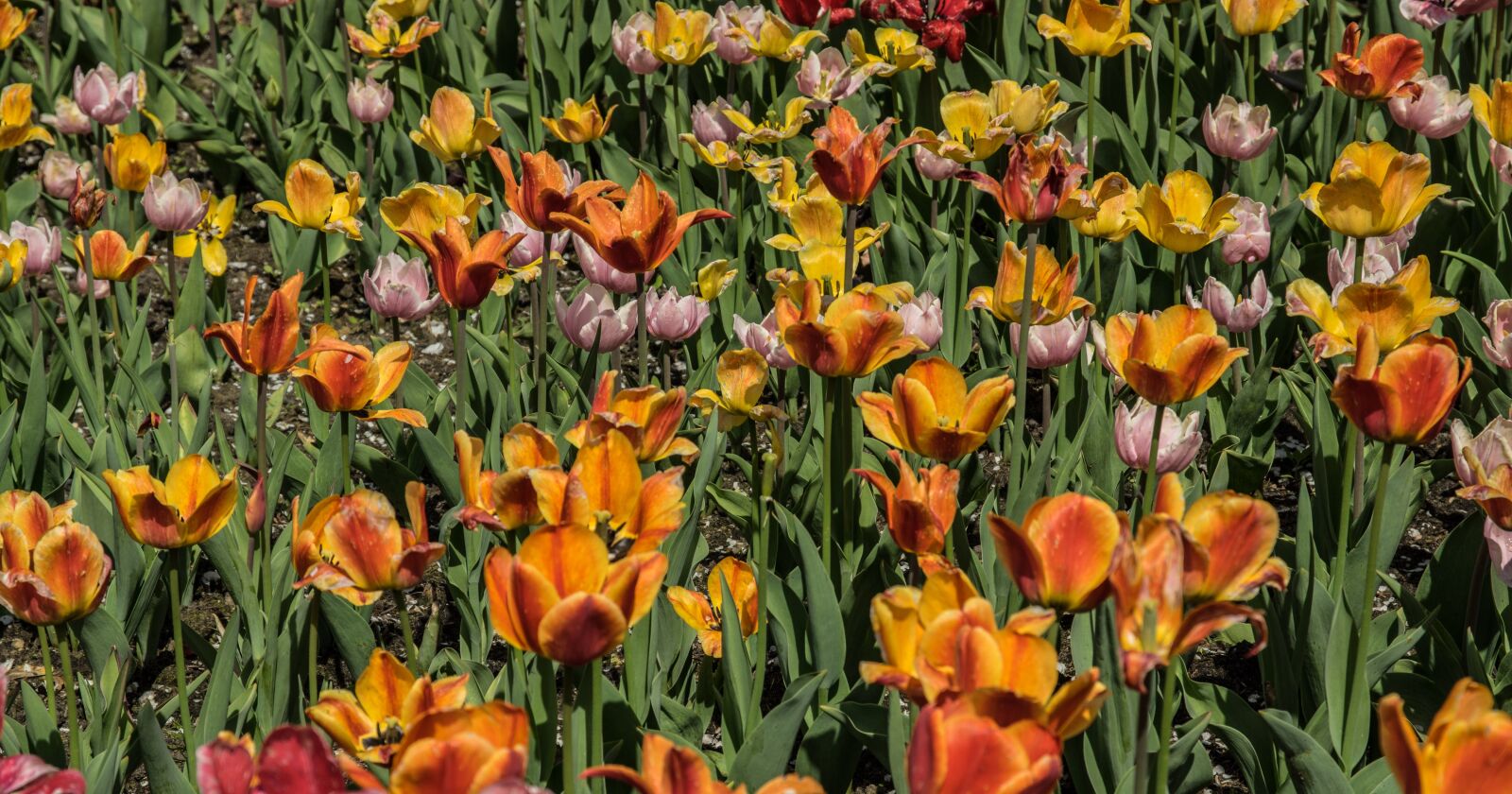 Pentax K-3 sample photo. Flower, tulip field, flowers photography