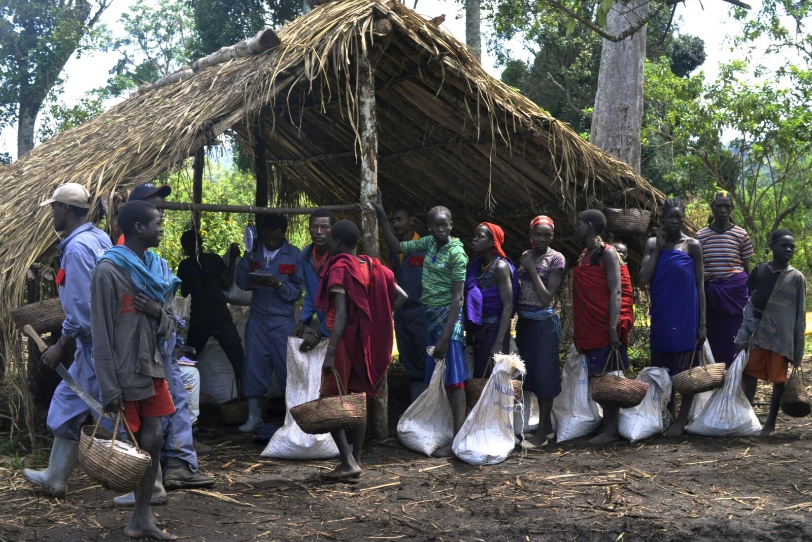 Nikon D90 sample photo. Coffee, farm, ethiopia photography