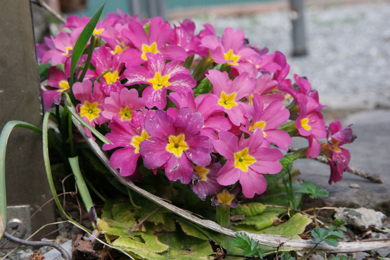Samsung NX1 sample photo. Primrose, flower, spring photography