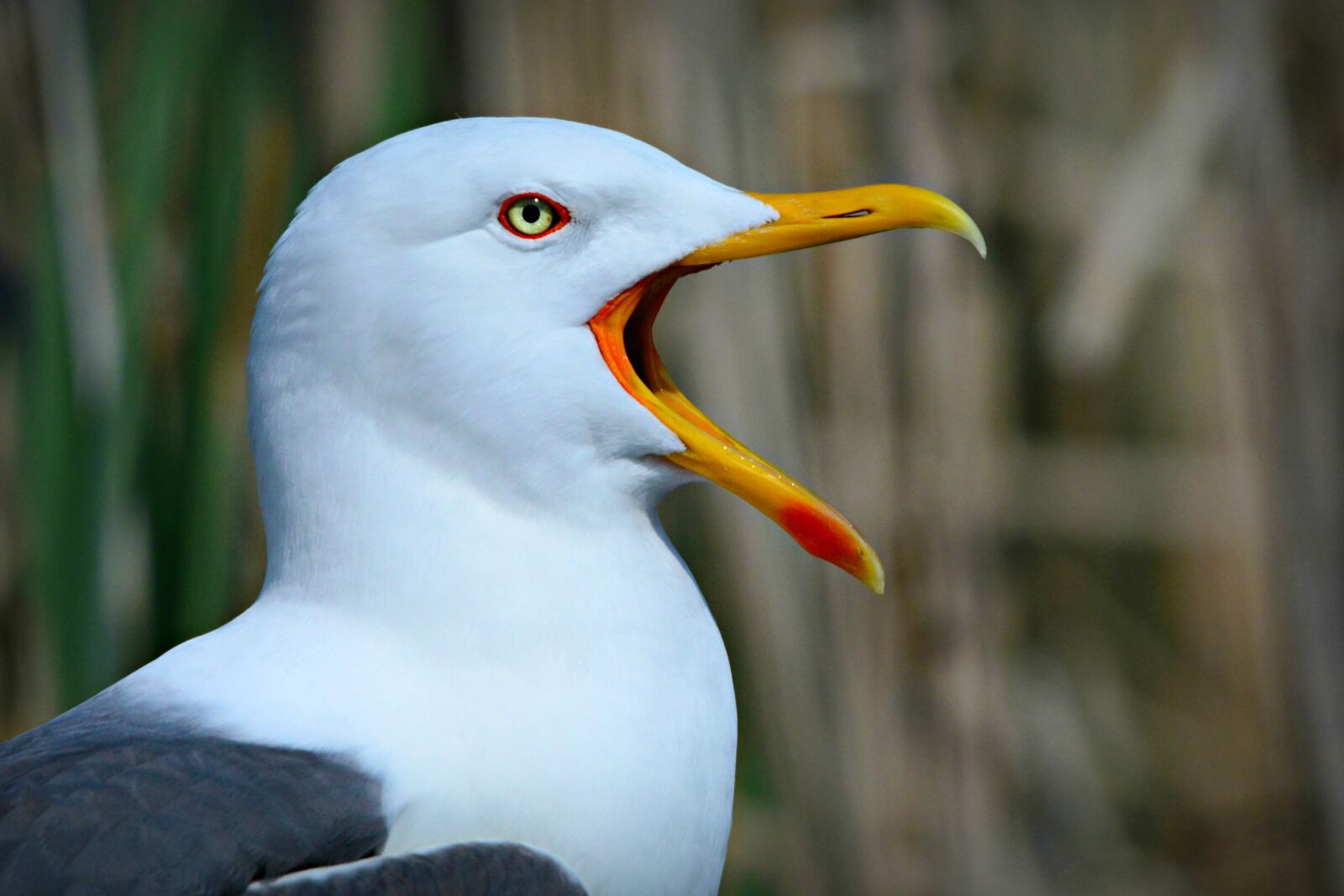 Nikon D7100 sample photo. Seagull, seabird, bird photography