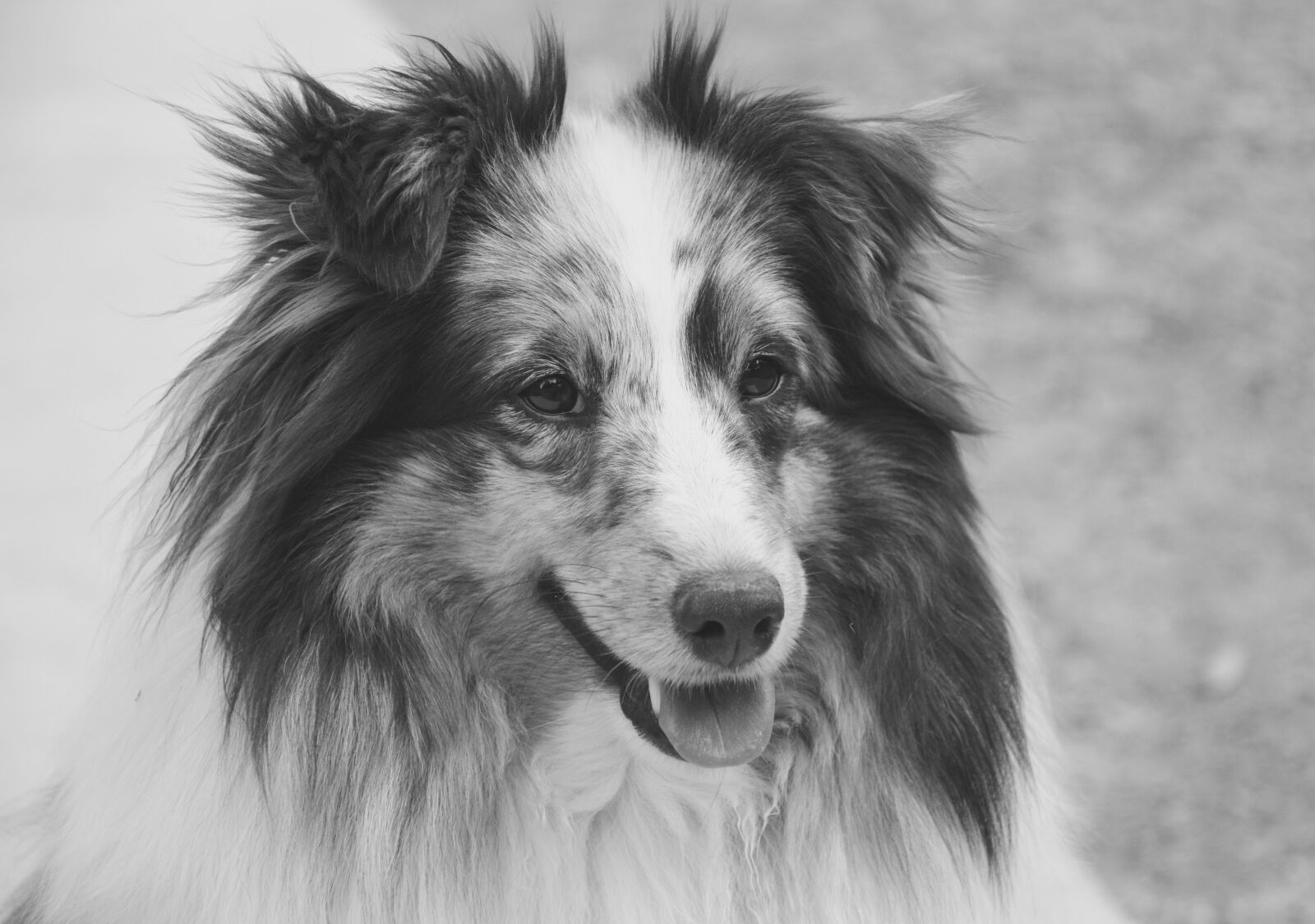 Nikon D5200 sample photo. Dog, shetland sheepdog, portrait photography
