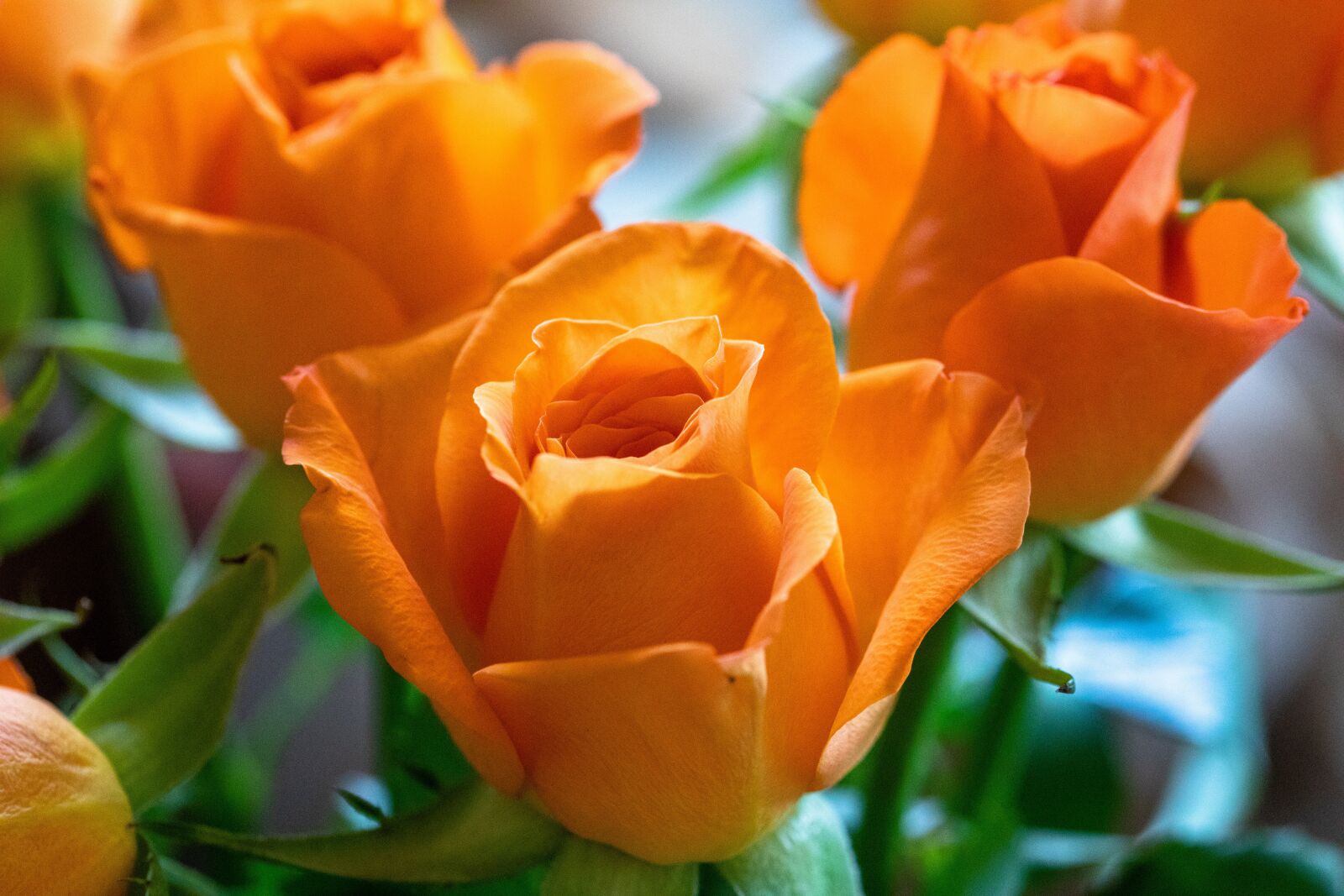 Canon EOS 5D Mark IV sample photo. Rose, orange, flower photography
