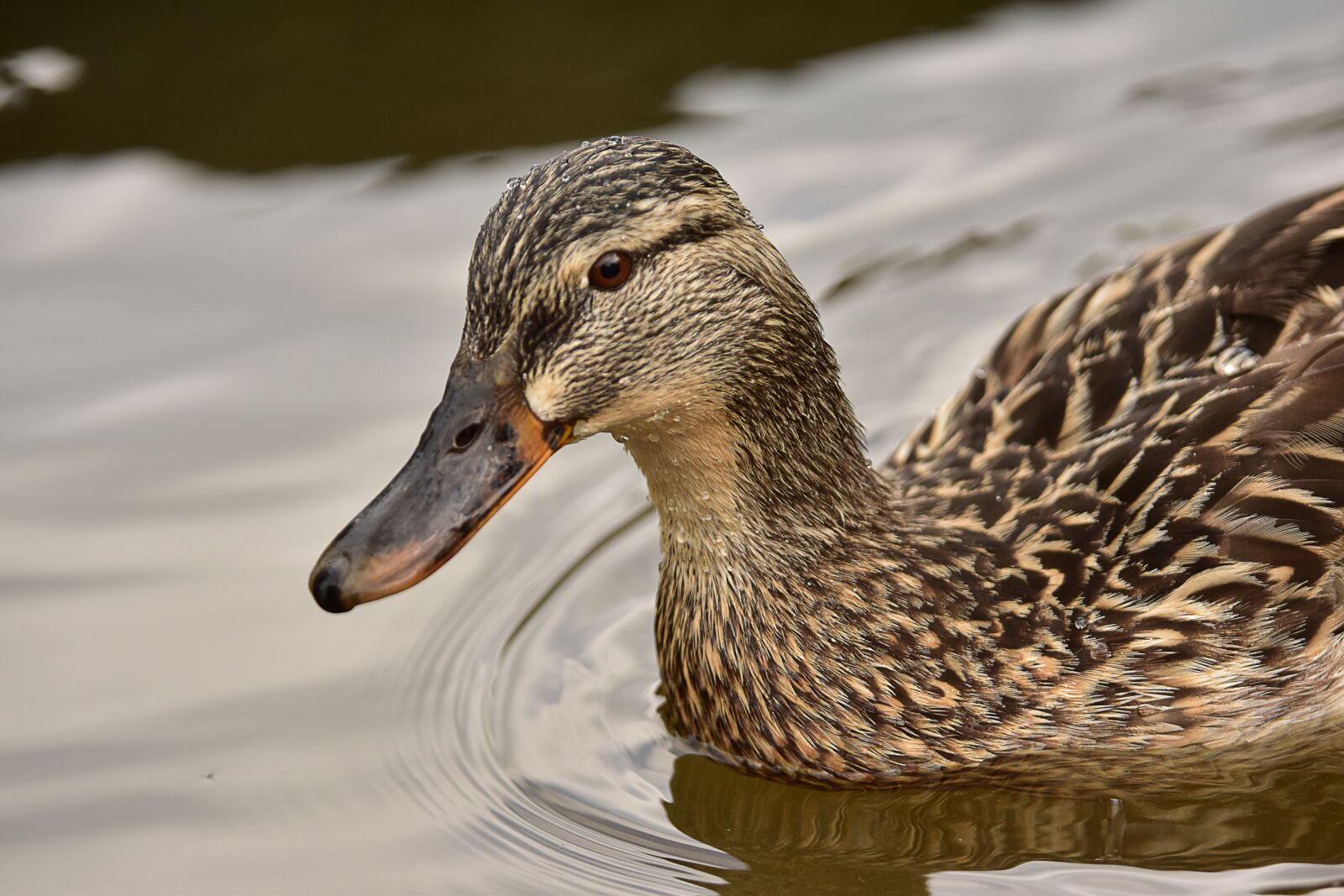Nikon D5500 sample photo. Birds, lake, animal photography