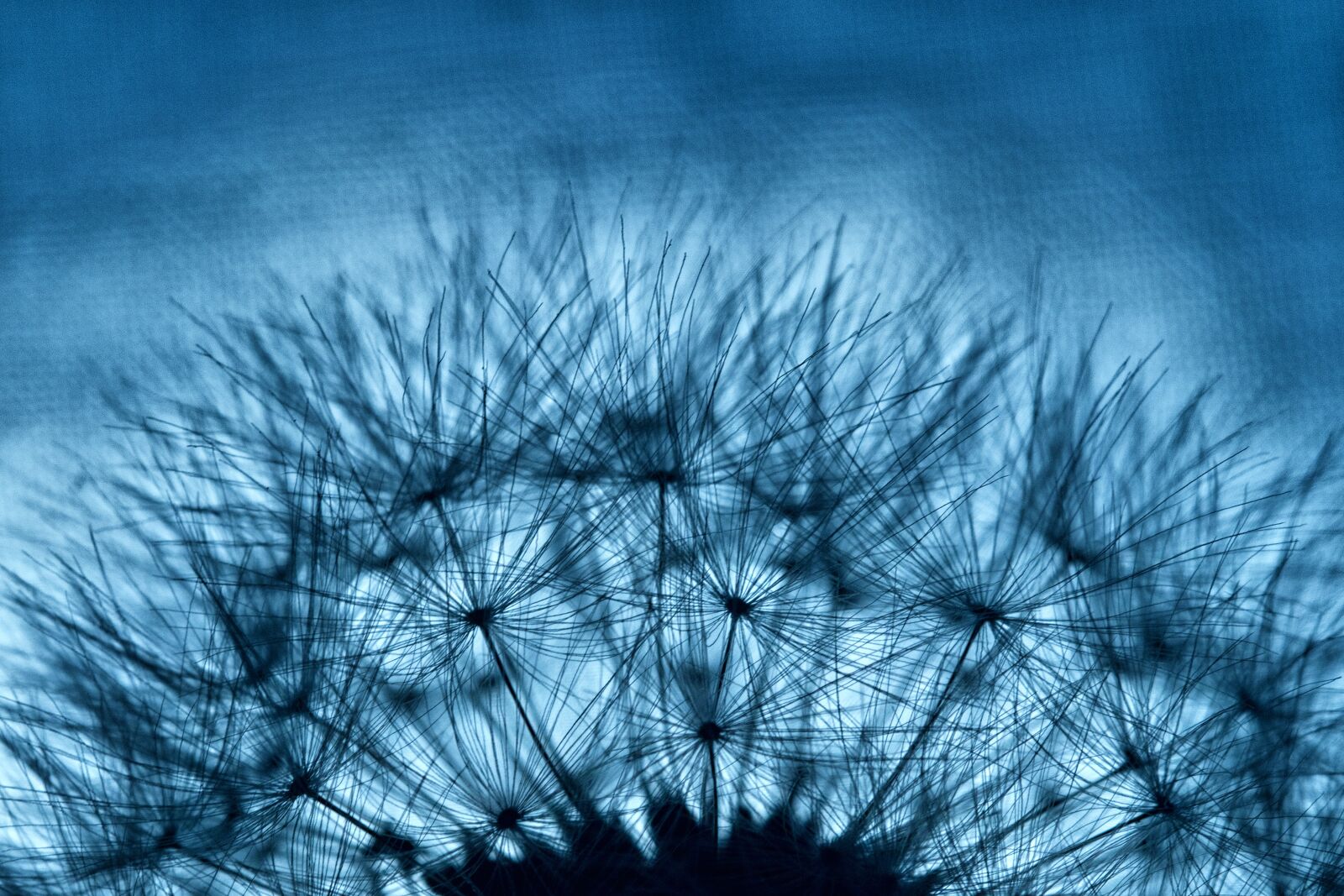 Canon EOS 760D (EOS Rebel T6s / EOS 8000D) sample photo. Flower, dandelion, plant photography