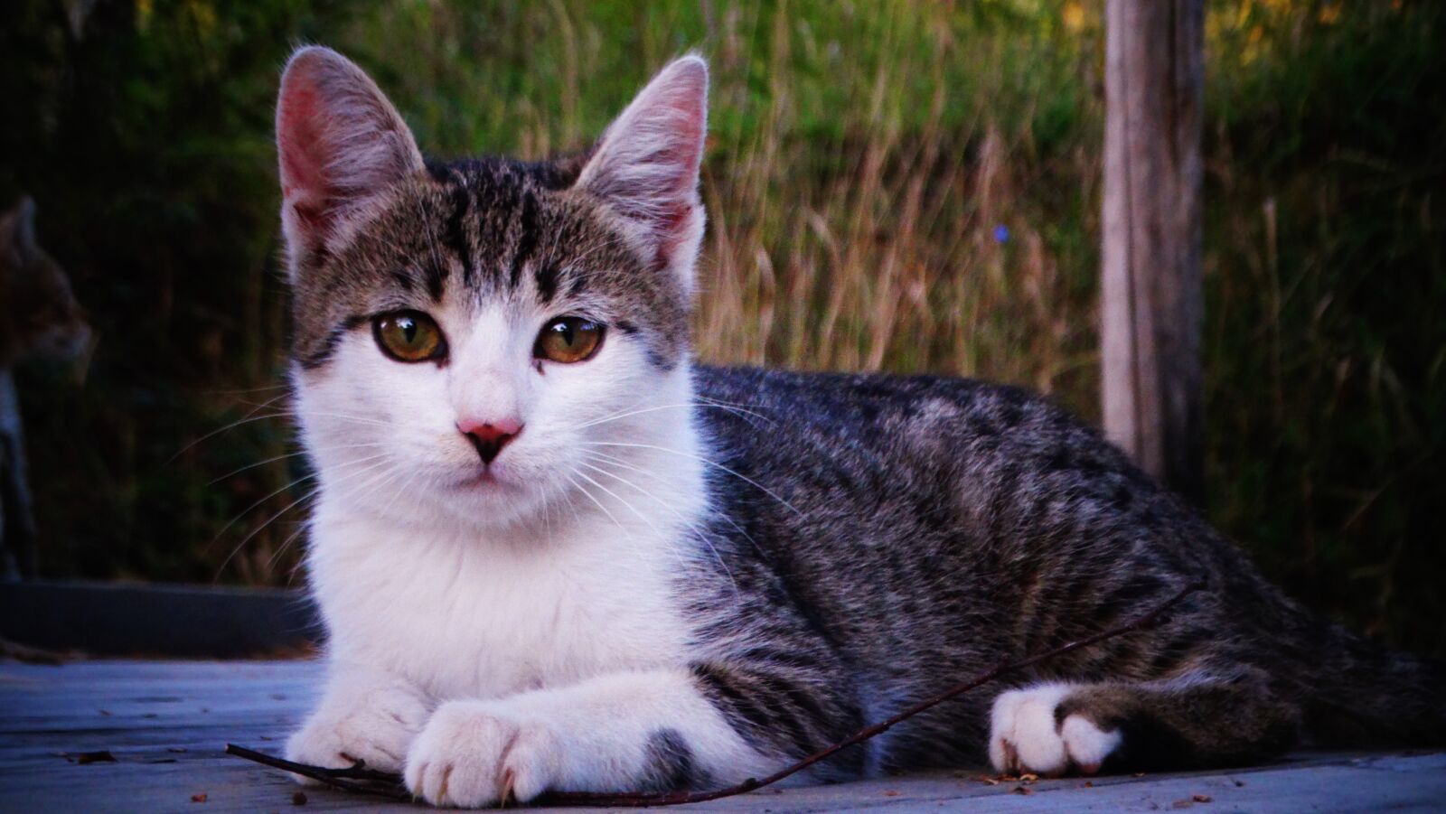 Sony Cyber-shot DSC-HX300 sample photo. Cat, kitten, animal photography
