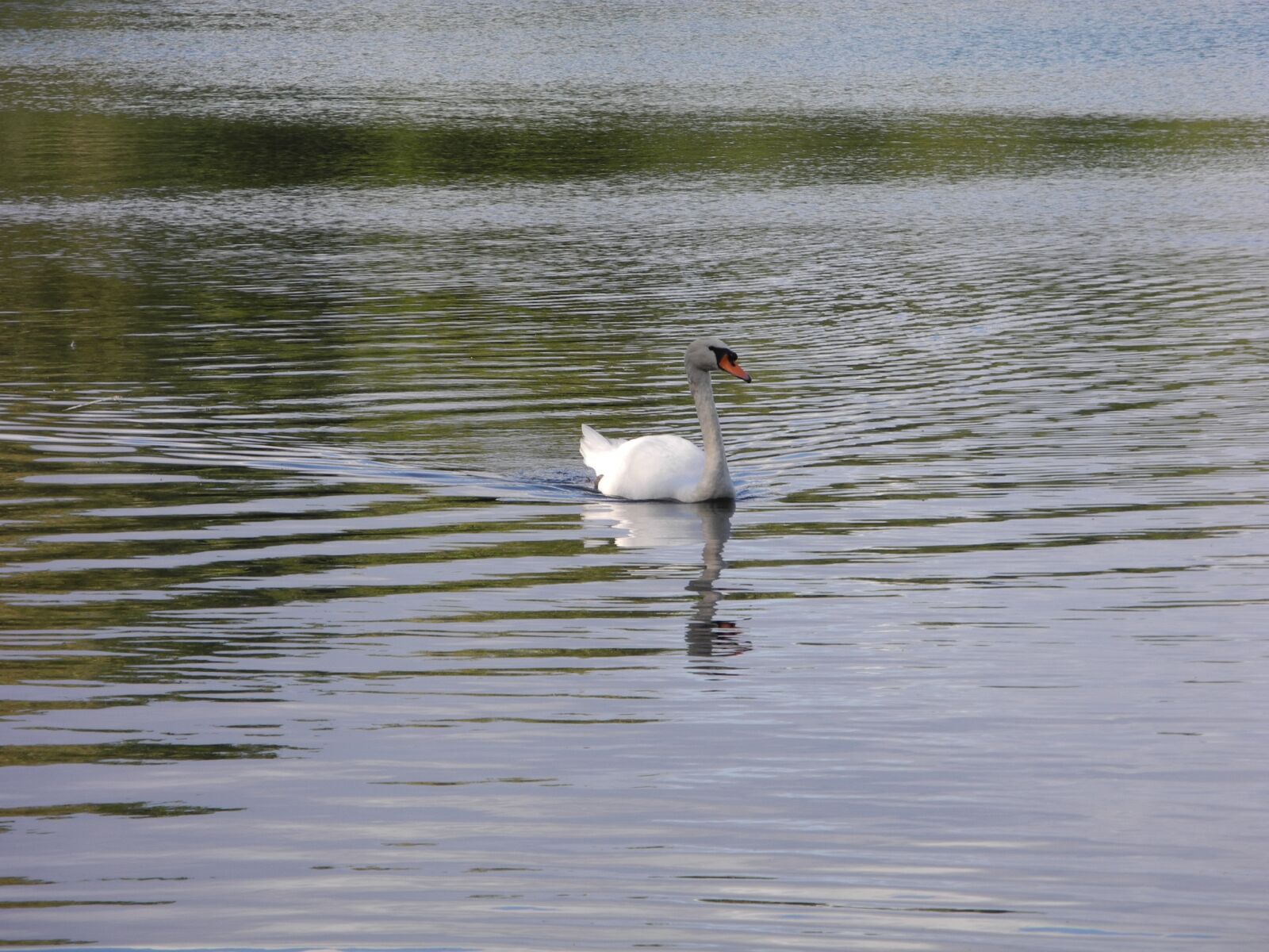 Nikon Coolpix P7000 sample photo. Swan, lake, swans photography