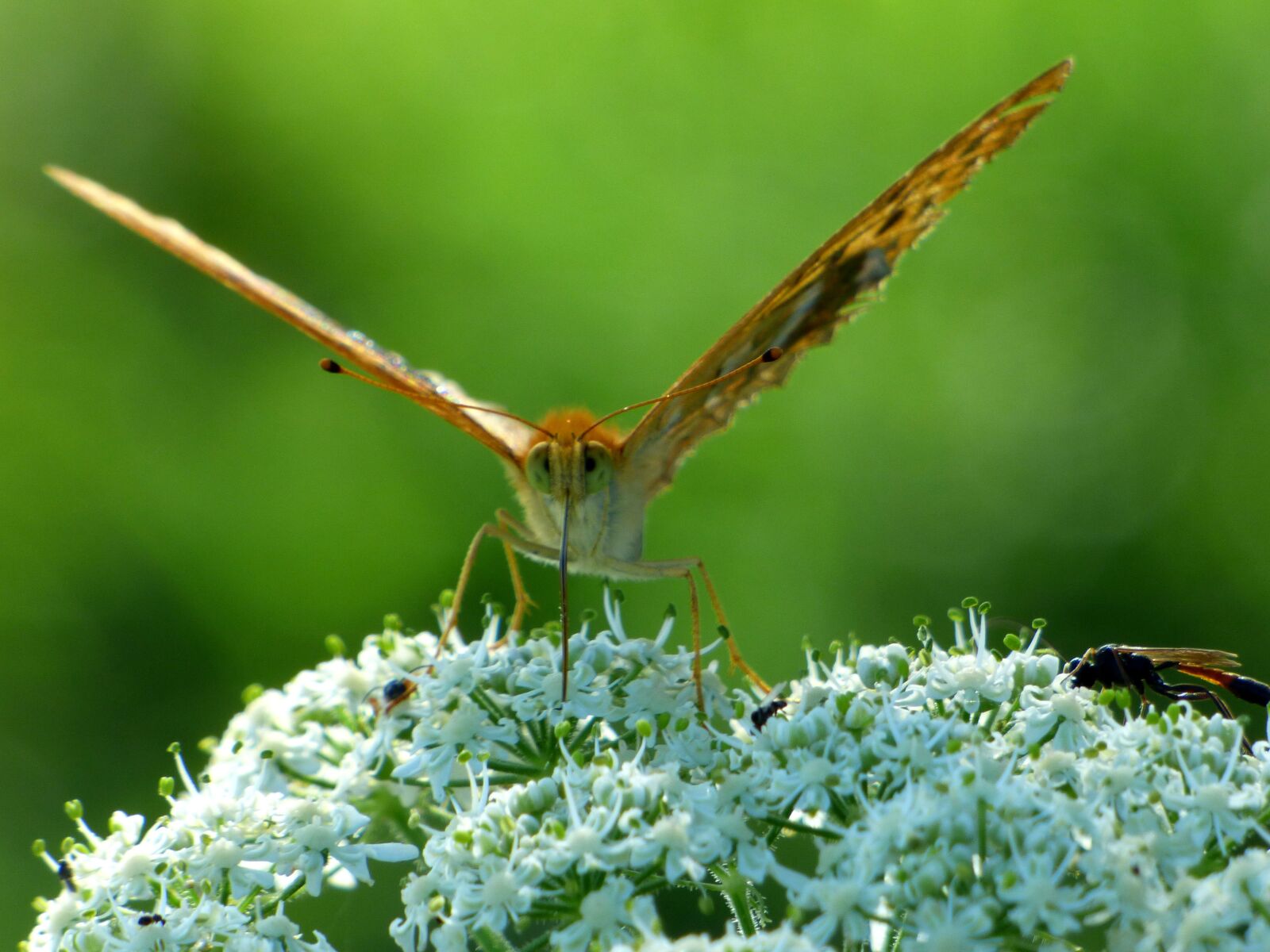 Panasonic DMC-FZ72 sample photo. Butterfly, wings, flower photography