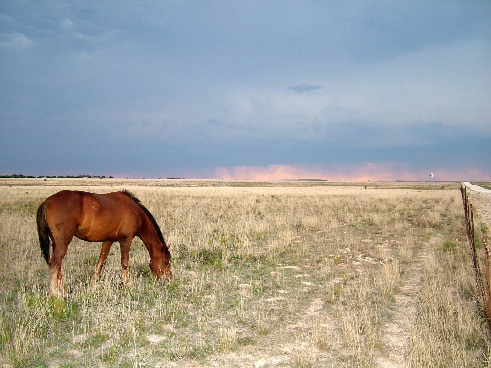 Fujifilm FinePix S7000 sample photo. Horse, karoo, rural, storm photography