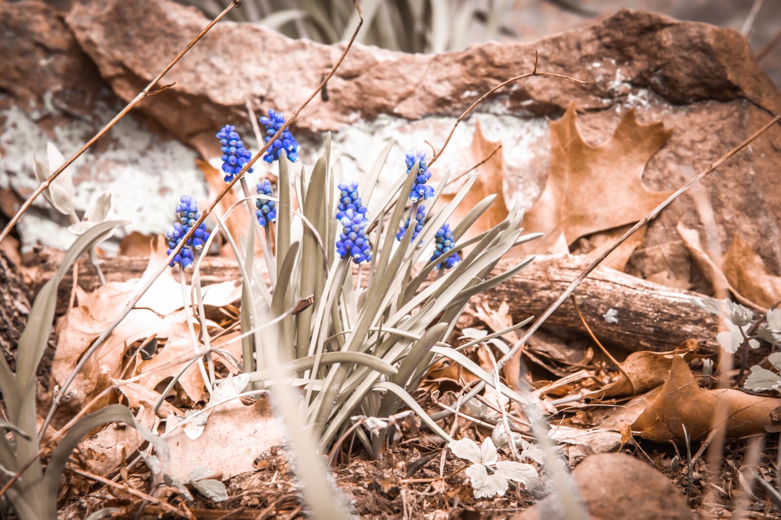Nikon D500 sample photo. Flower, spring, floral photography