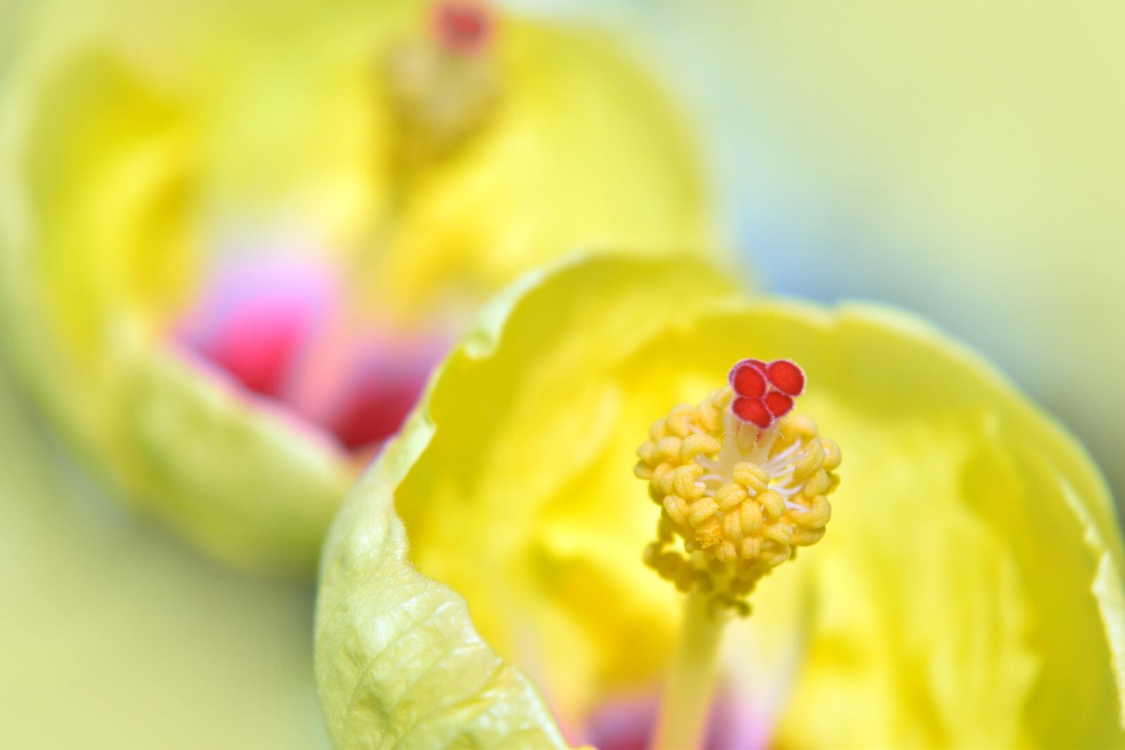 Nikon D5300 sample photo. Hibiscus, flower, yellow photography