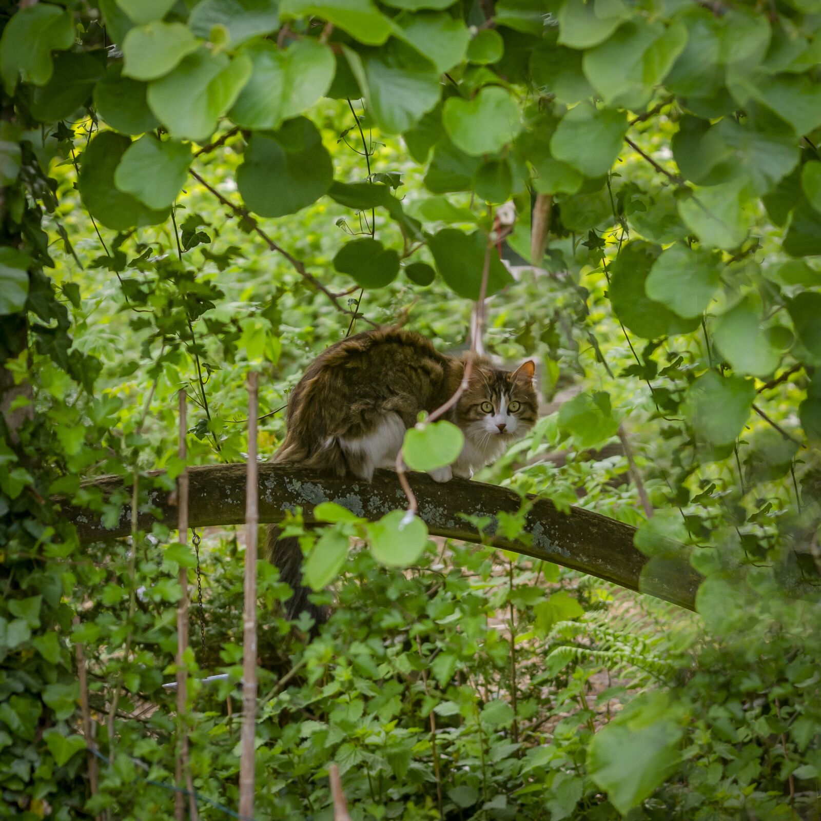 Nikon D7000 sample photo. Cat, nature, discrete photography