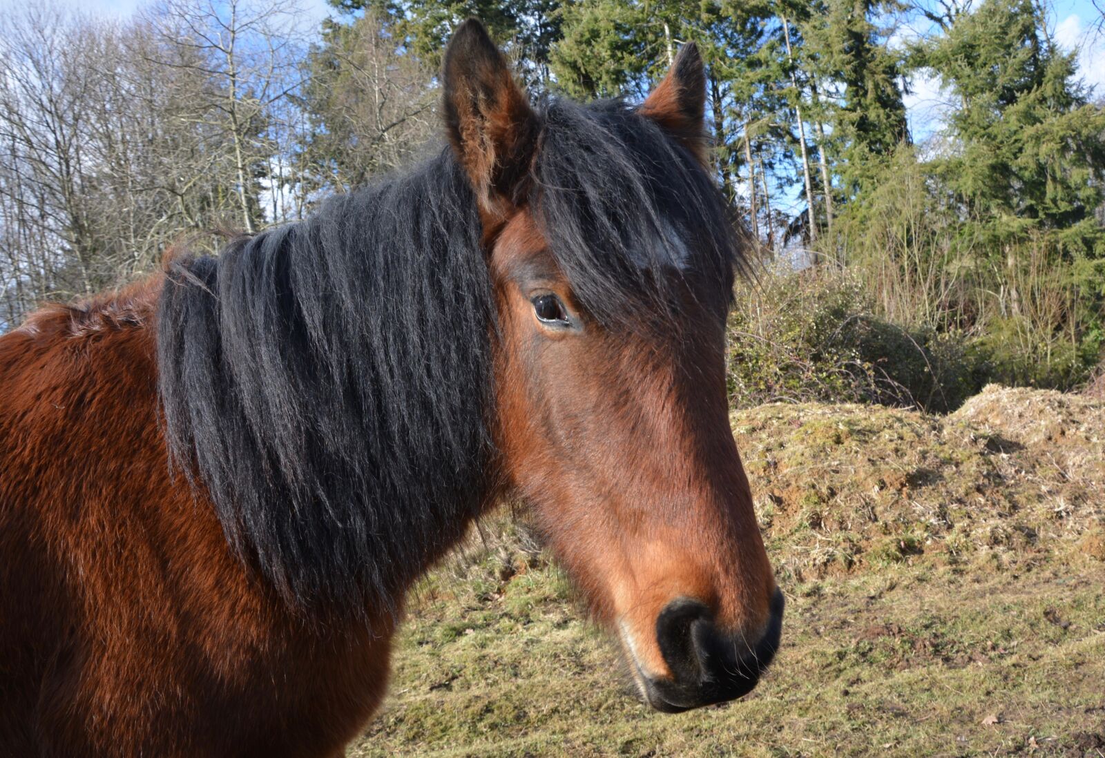 Nikon D5200 sample photo. Horse, head horse, postman photography