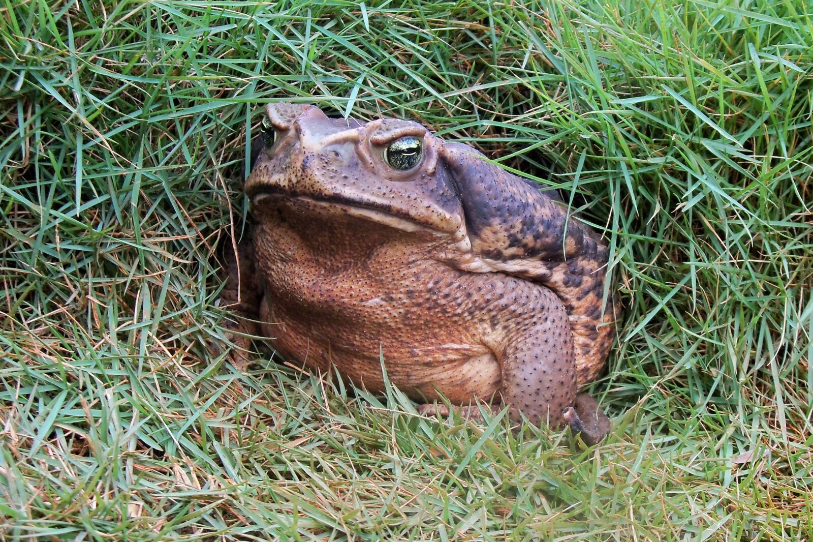 Kodak EasyShare Z915 sample photo. Frog, animal, amphibians photography