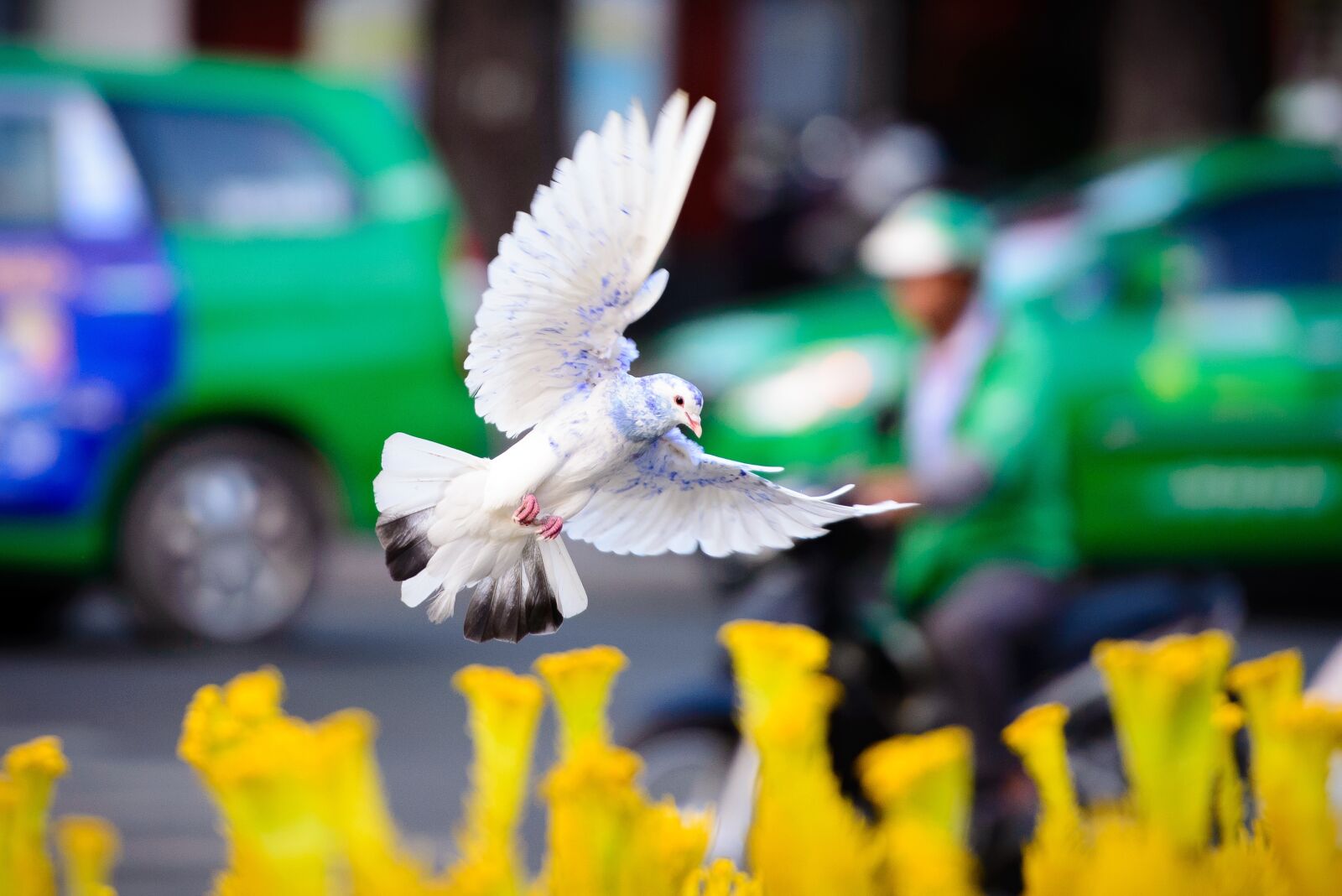 Nikon D610 sample photo. Dove, fly, wing photography