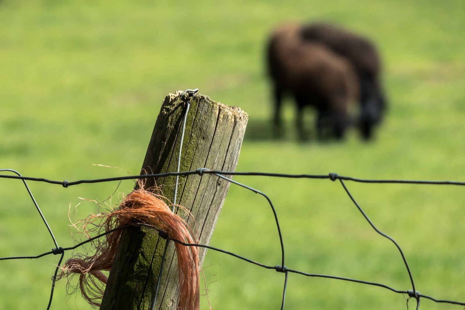 Canon PowerShot G3 X sample photo. Pasture fence, fence, pasture photography