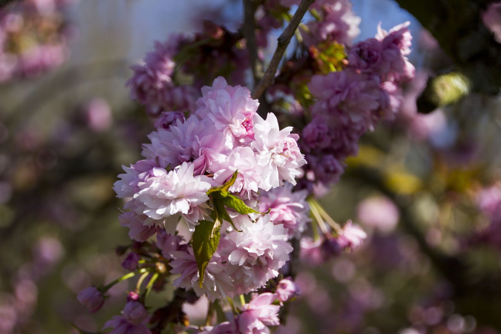 Canon EOS 60D sample photo. Cherry tree, flowers, cherry photography