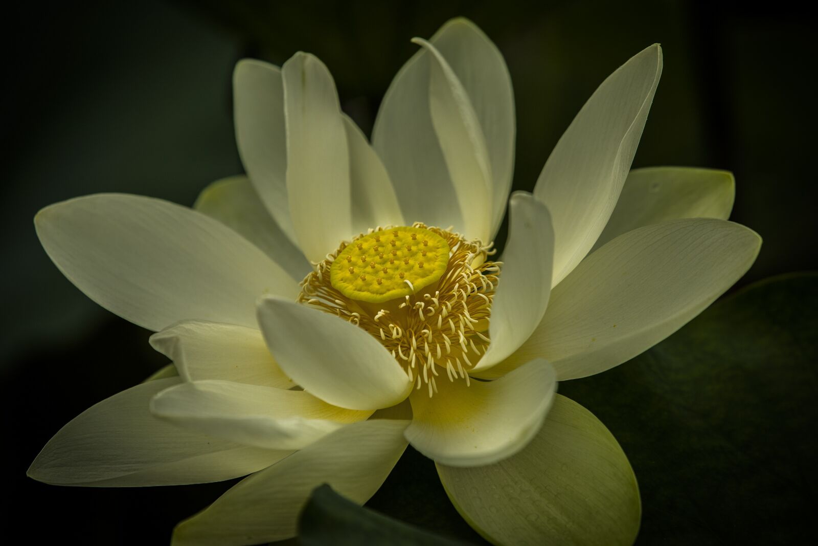 Canon EOS 5D Mark III sample photo. Lotus flower, aquatic, flower photography