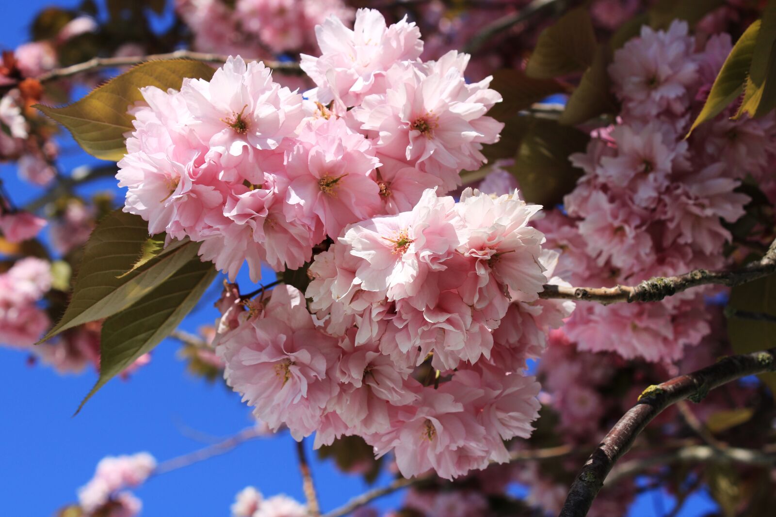 Canon EOS 2000D (EOS Rebel T7 / EOS Kiss X90 / EOS 1500D) sample photo. Cherry blossom, japanese cherry photography