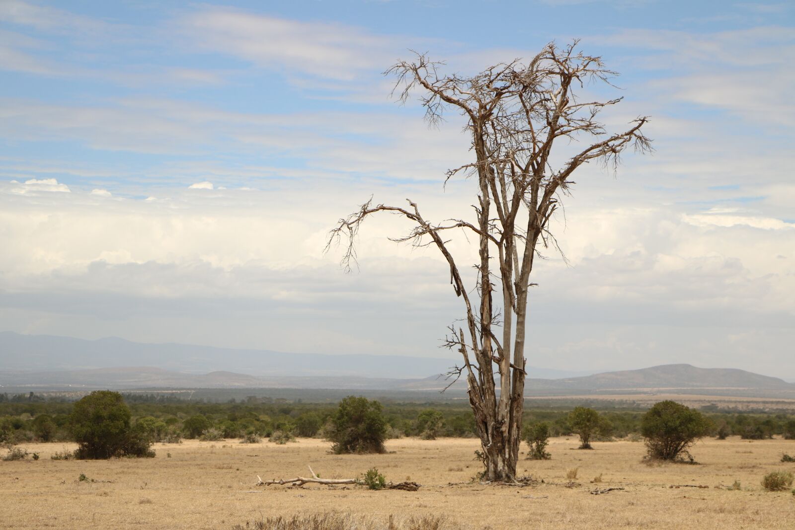 Canon EOS 760D (EOS Rebel T6s / EOS 8000D) sample photo. Dead tree, savannah, africa photography