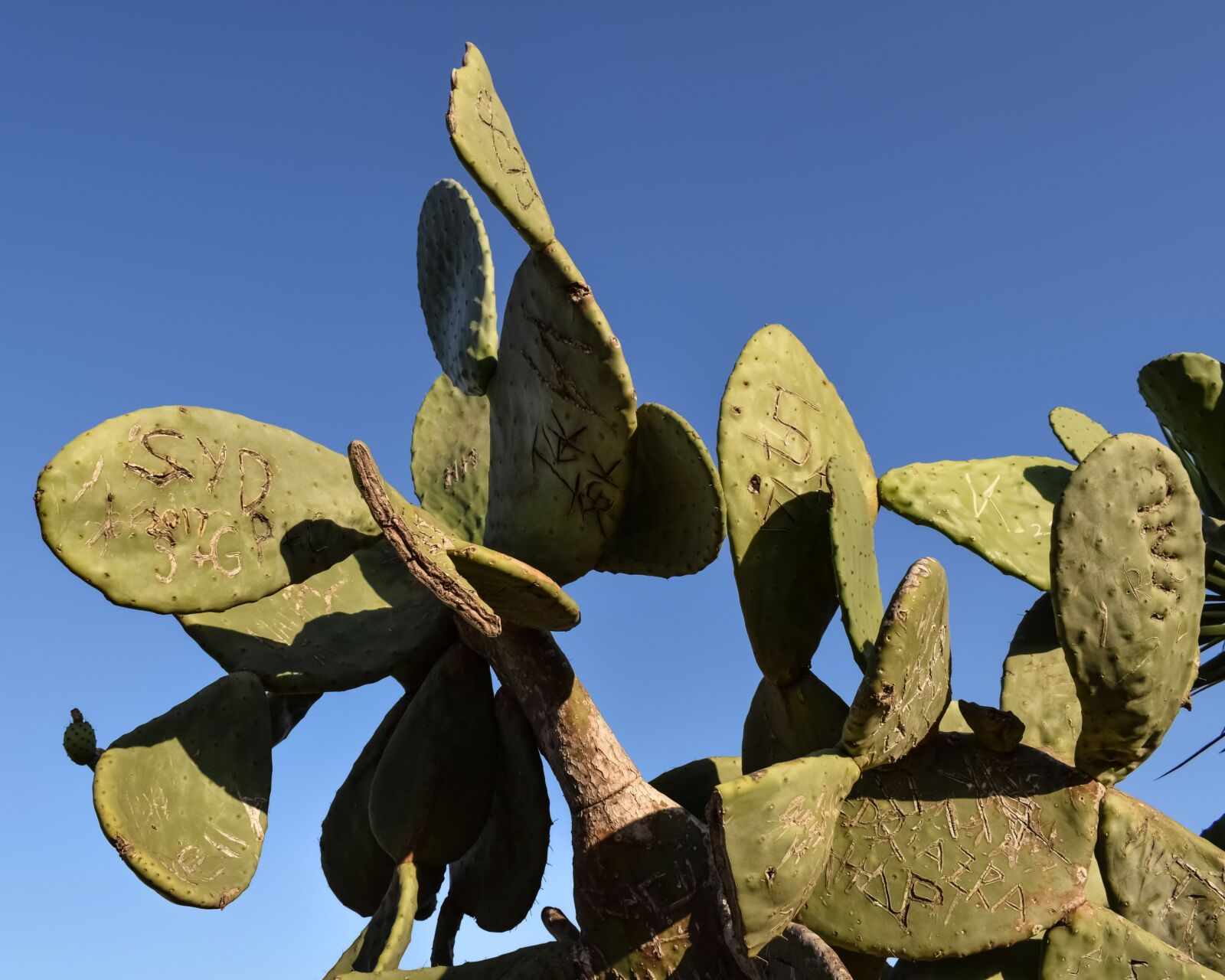 Nikon D3300 sample photo. Prickly pear, plant, cactus photography