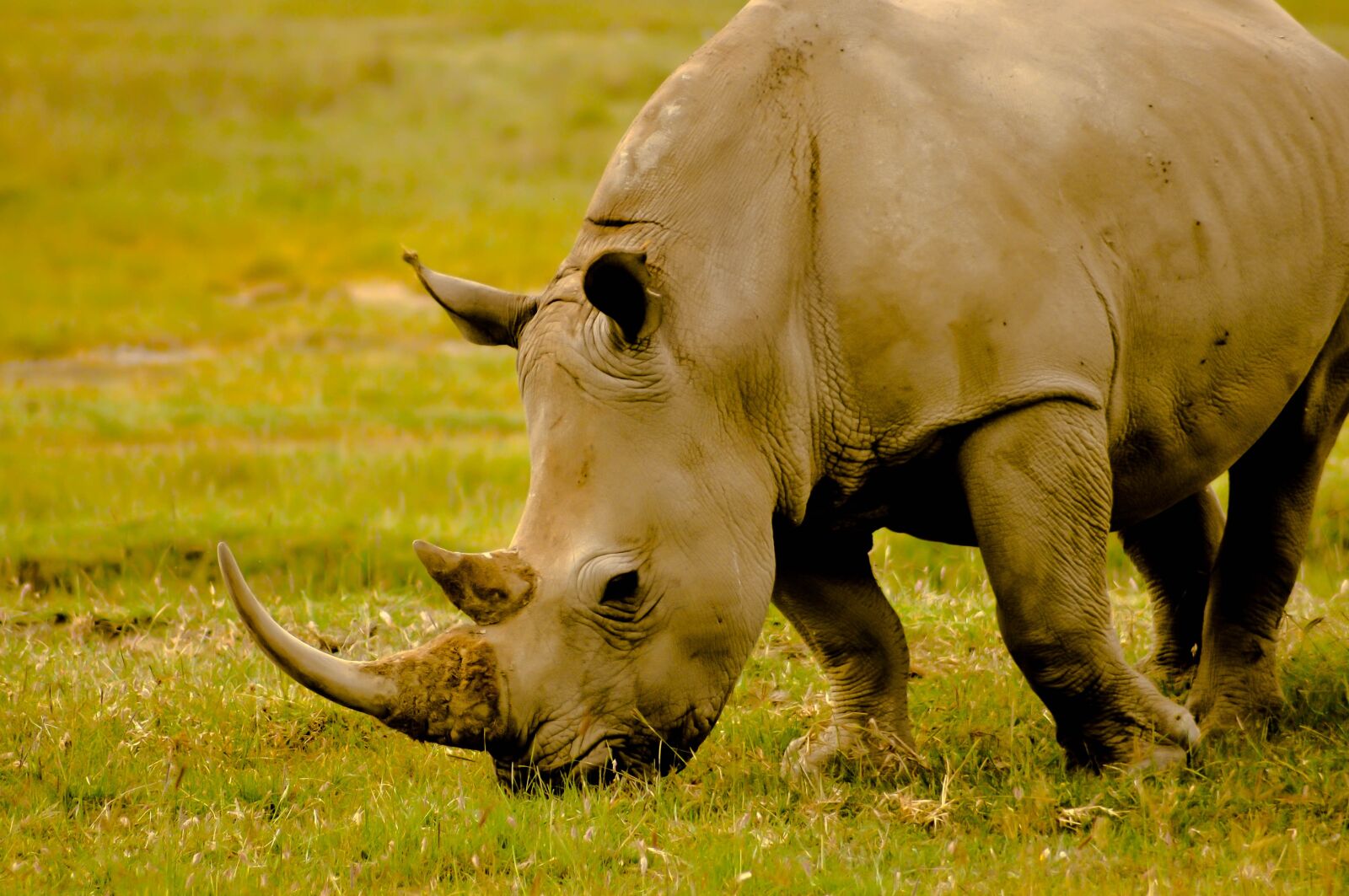 Nikon D90 sample photo. Rhino, kenya, animal photography
