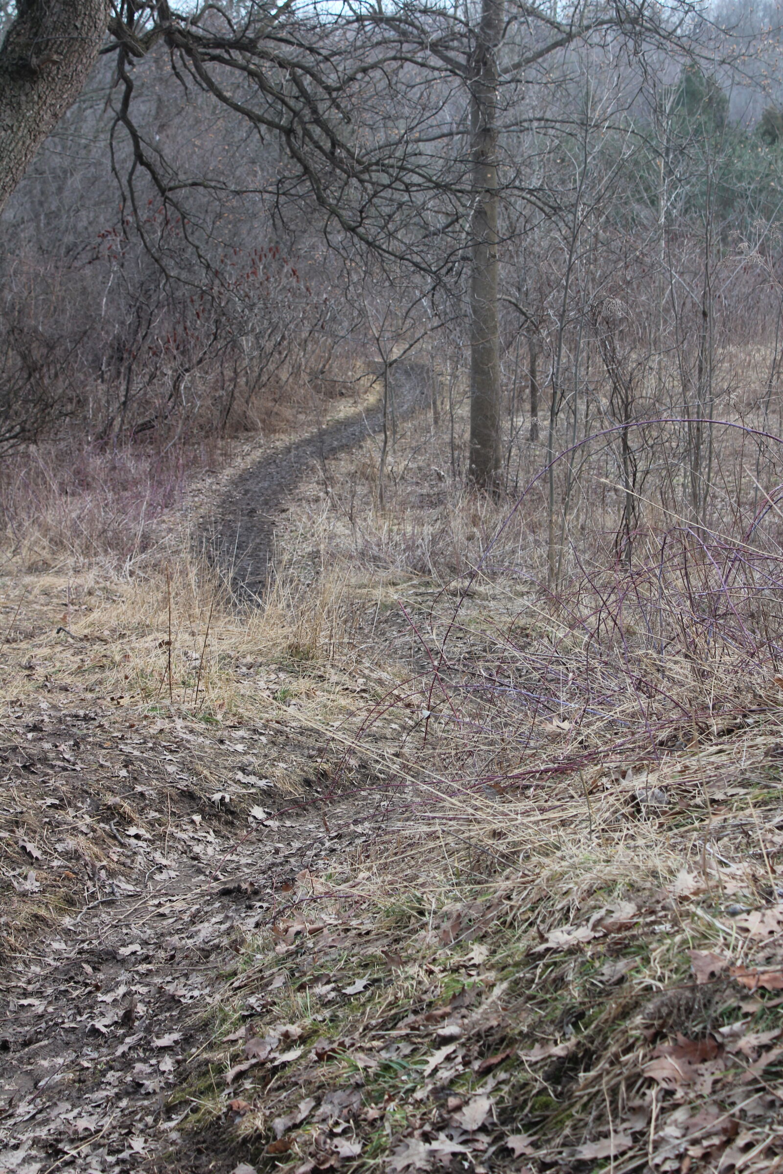 Canon EOS 1200D (EOS Rebel T5 / EOS Kiss X70 / EOS Hi) sample photo. Adventure, brown, cold, dead photography