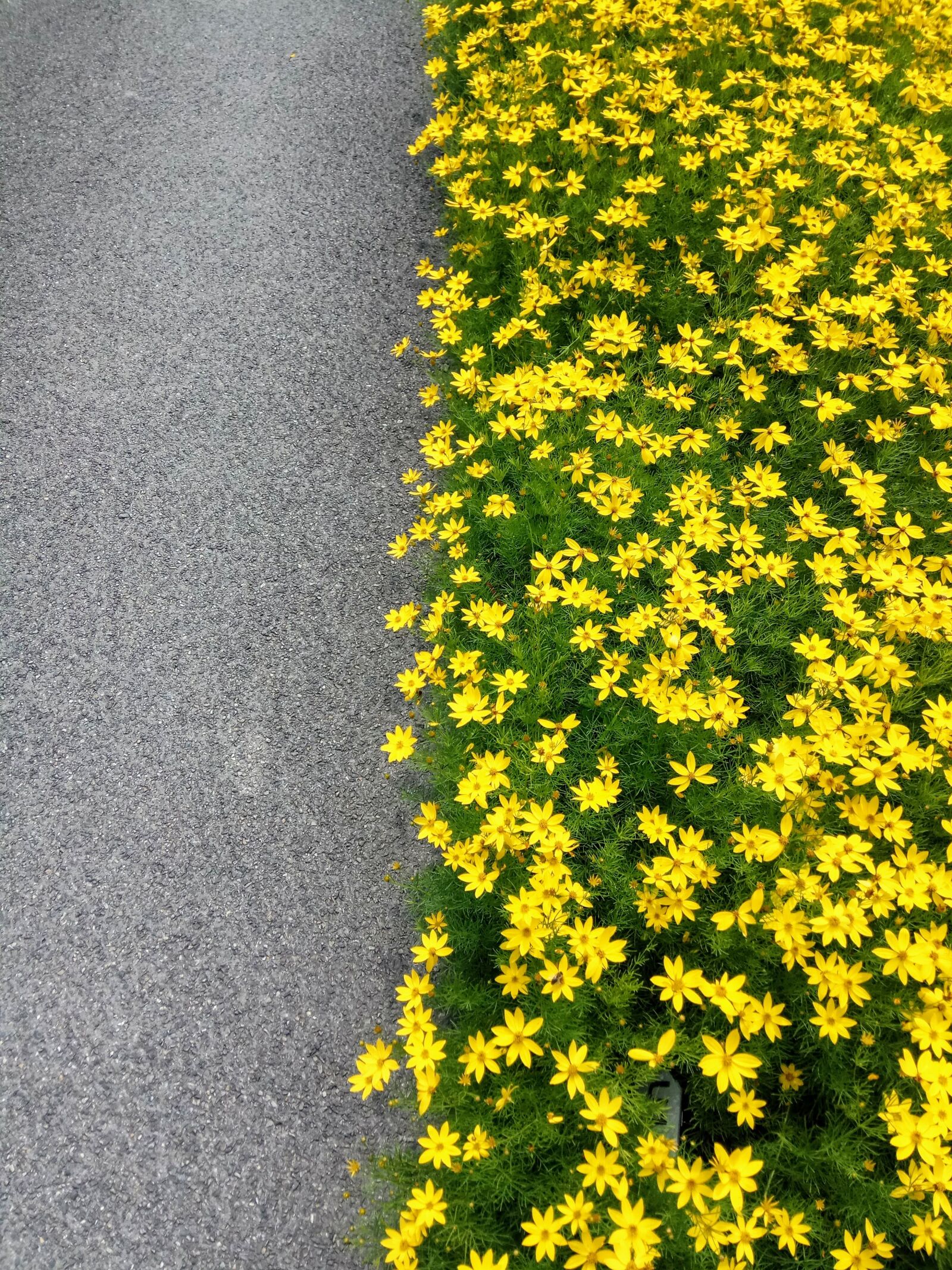 Xiaomi Redmi Note 4 sample photo. Flowers, nature, plant photography
