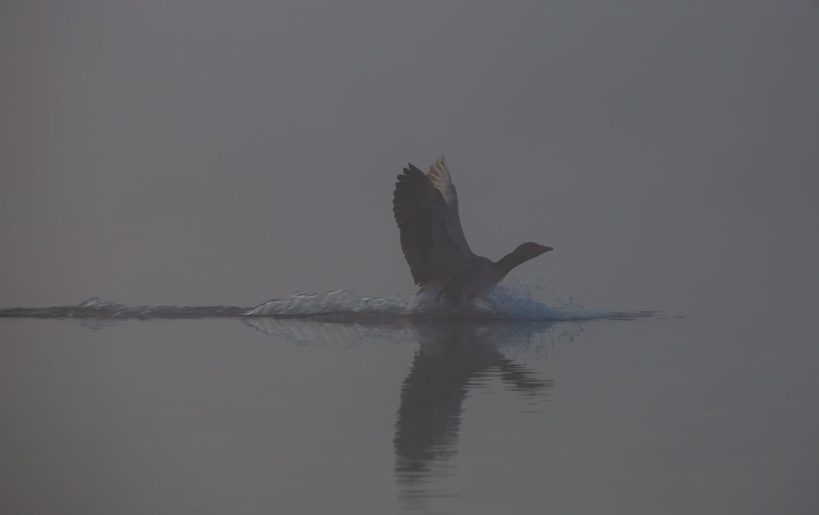 150-600mm F5-6.3 DG OS HSM | Contemporary 015 sample photo. Goose on a misty photography