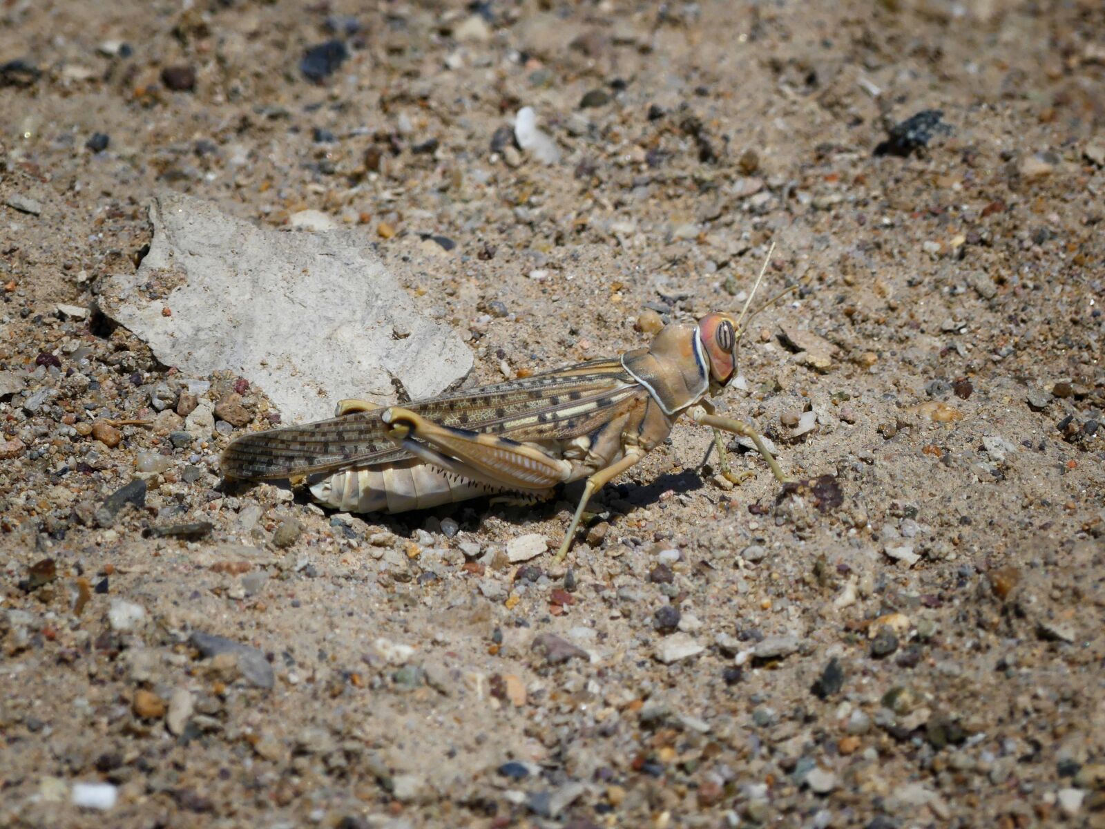 Panasonic Lumix DMC-FZ300 sample photo. Grasshopper, insect, nature photography