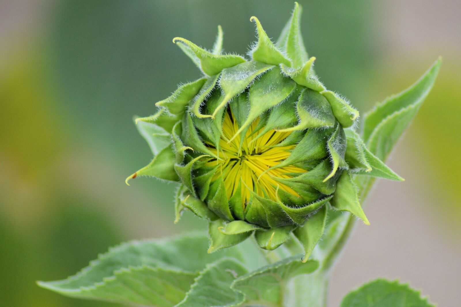 Nikon D3200 sample photo. Sunflower, bud, summer photography