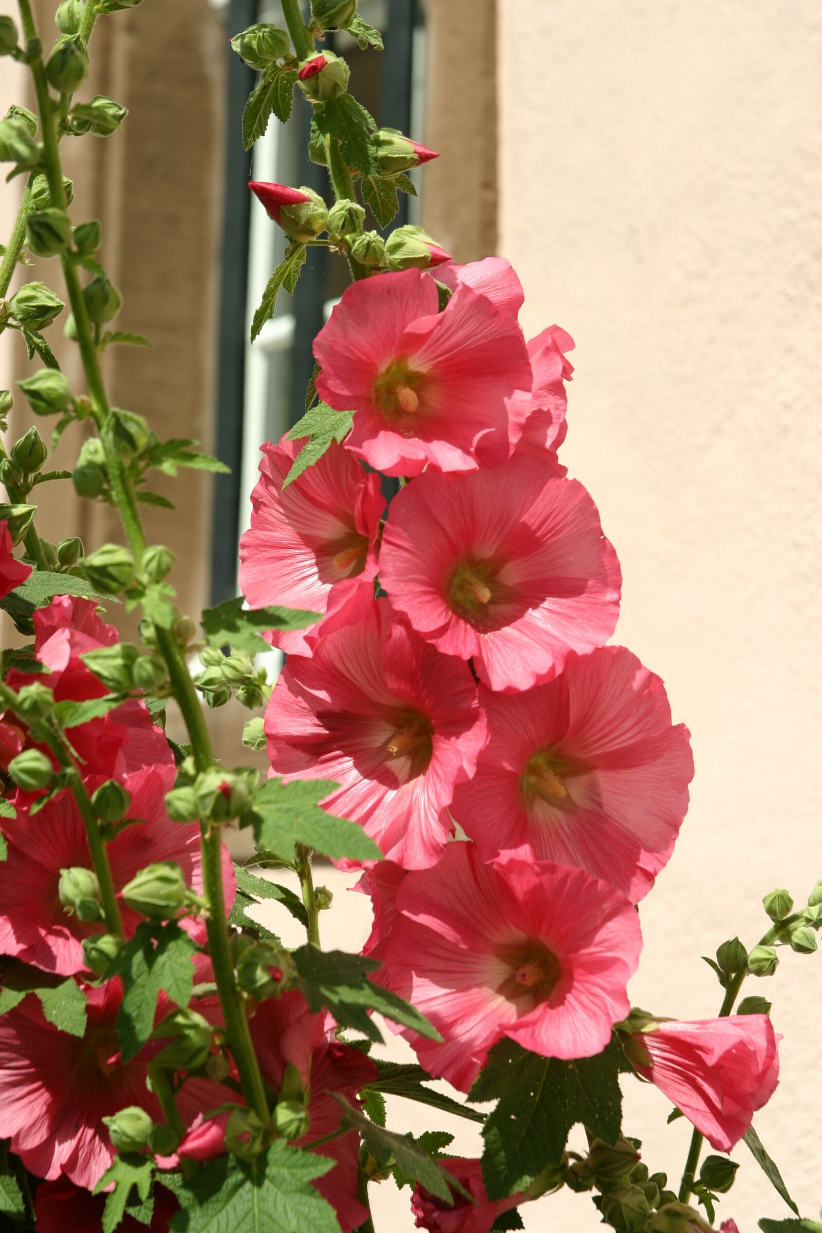 Canon EOS 300D (EOS Digital Rebel / EOS Kiss Digital) sample photo. Flower, wall, frame photography