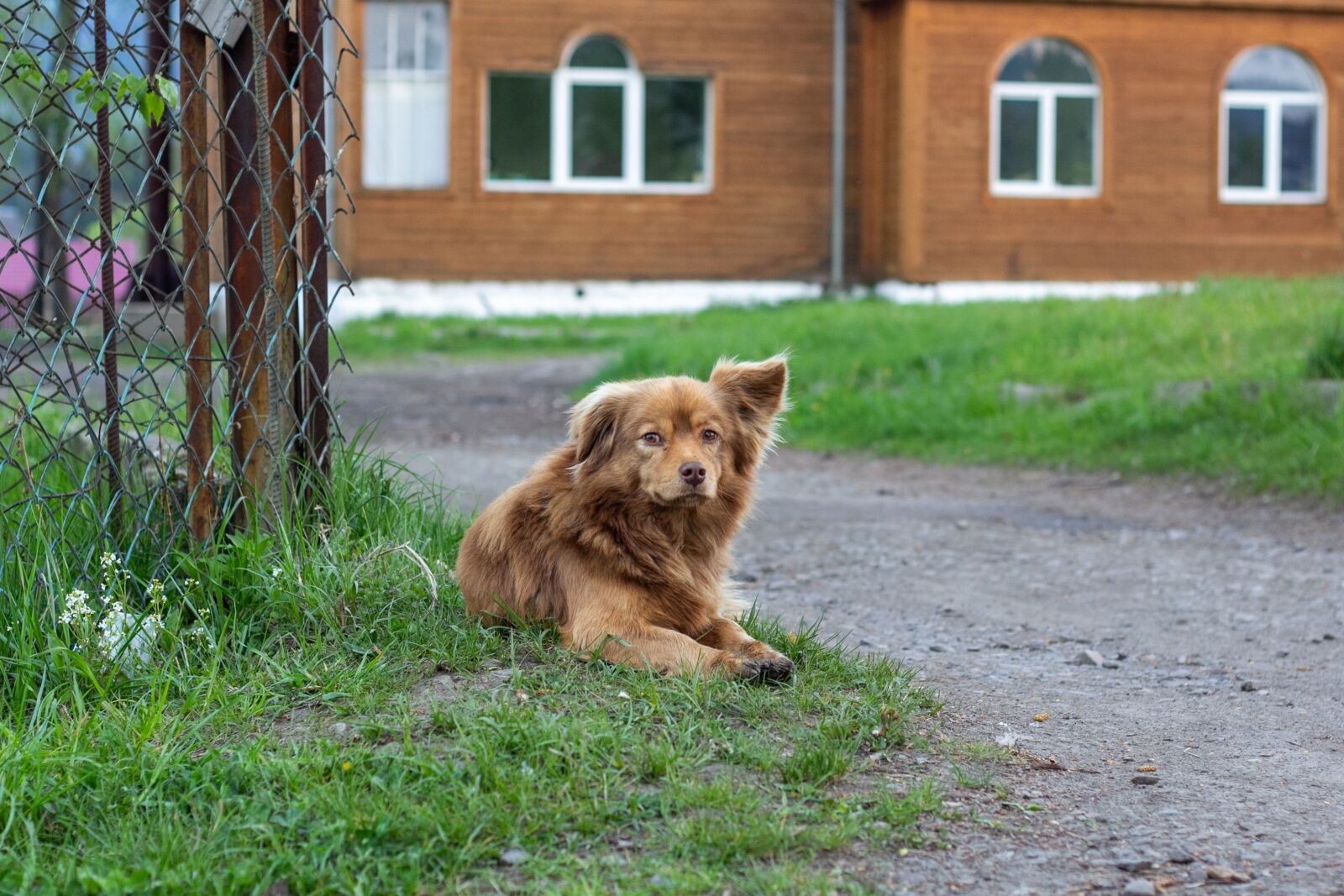 Canon EOS 60D + Canon EF 50mm F1.8 II sample photo. Dog, pet, each photography