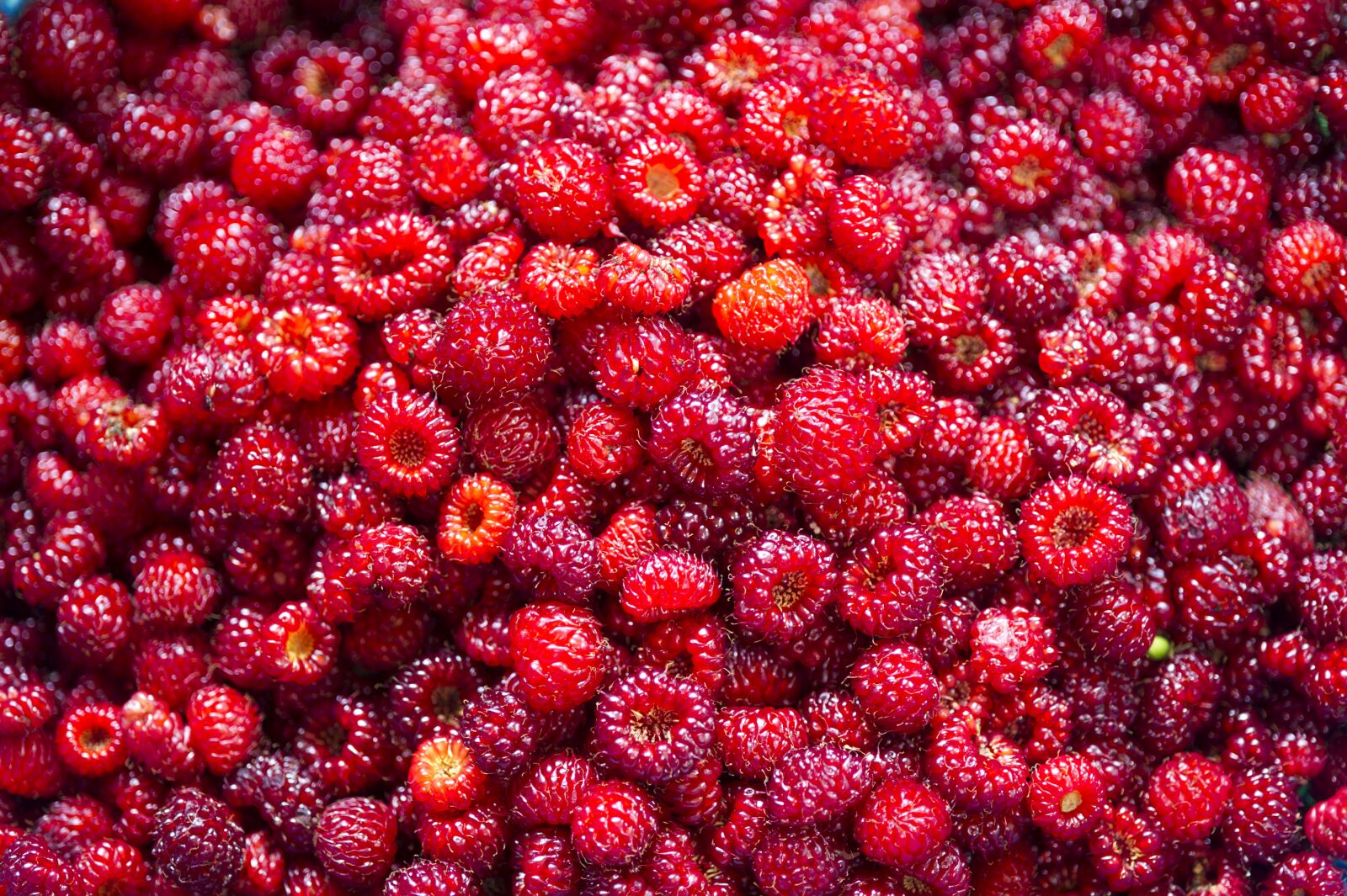 Nikon D3S sample photo. Strawberry, mountain strawberry, nature photography