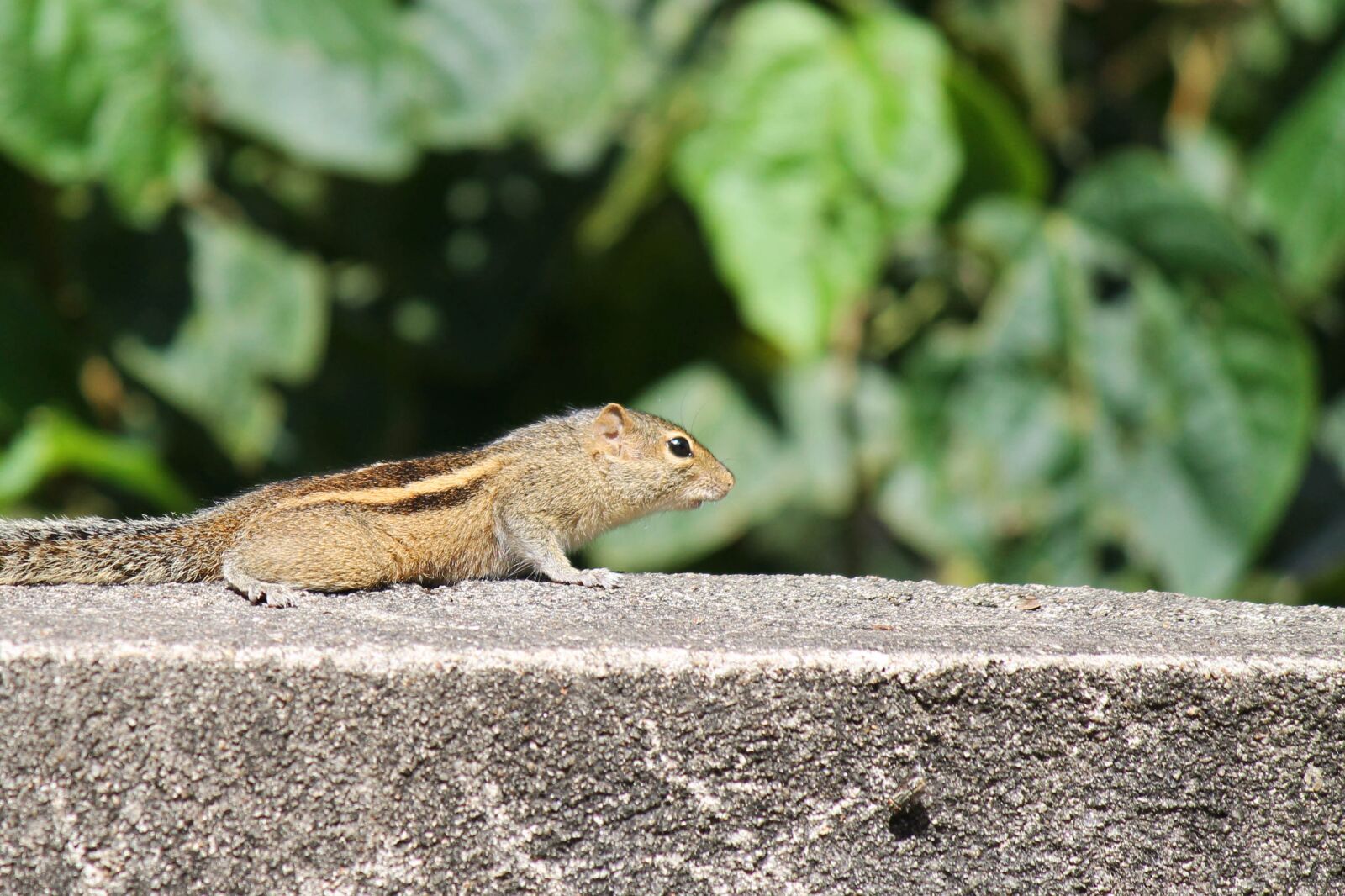 Canon EOS 1100D (EOS Rebel T3 / EOS Kiss X50) sample photo. Squirrel, cute, animal photography