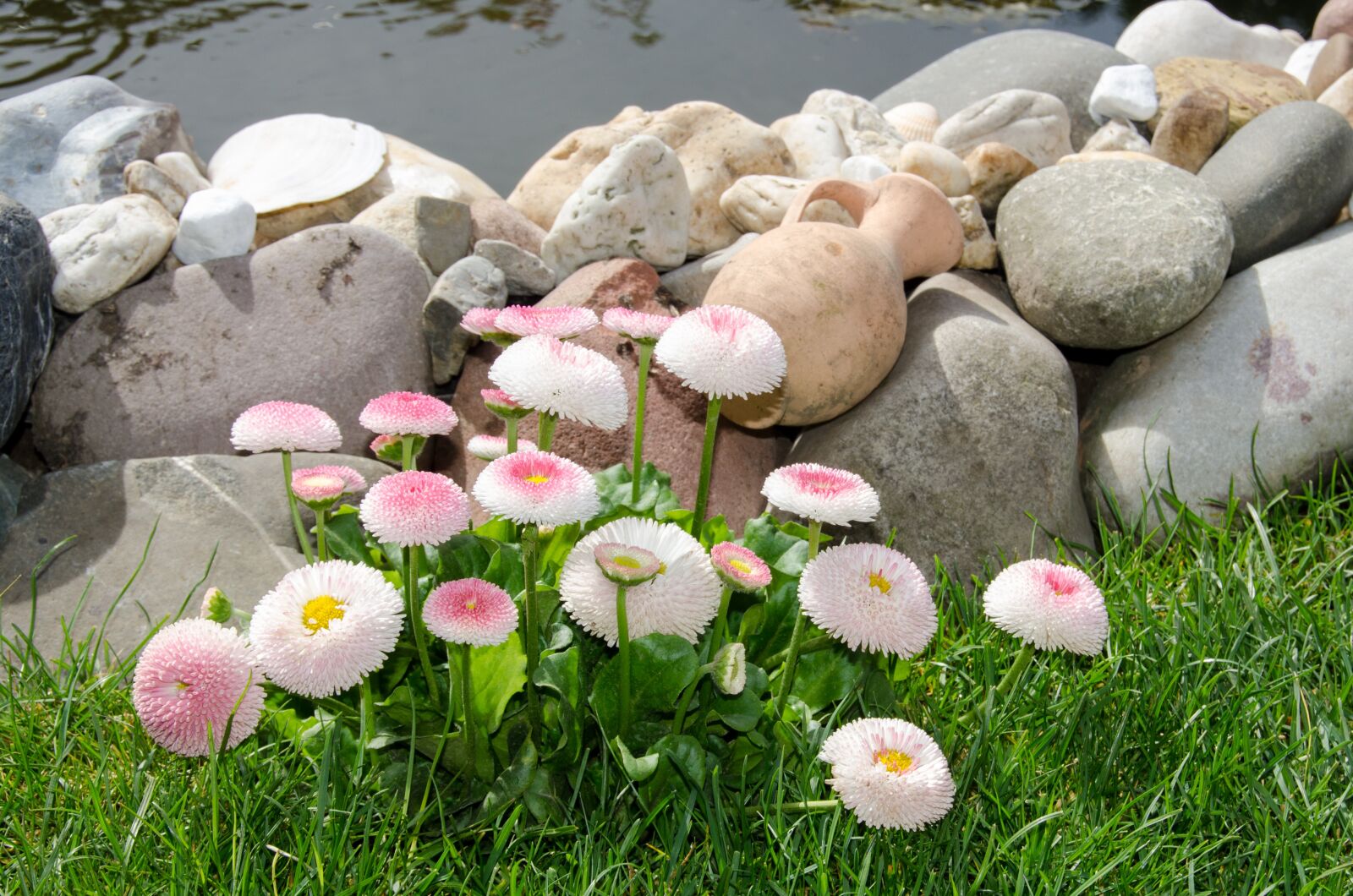 Nikon D7000 sample photo. Flowers, fishpond, summer photography
