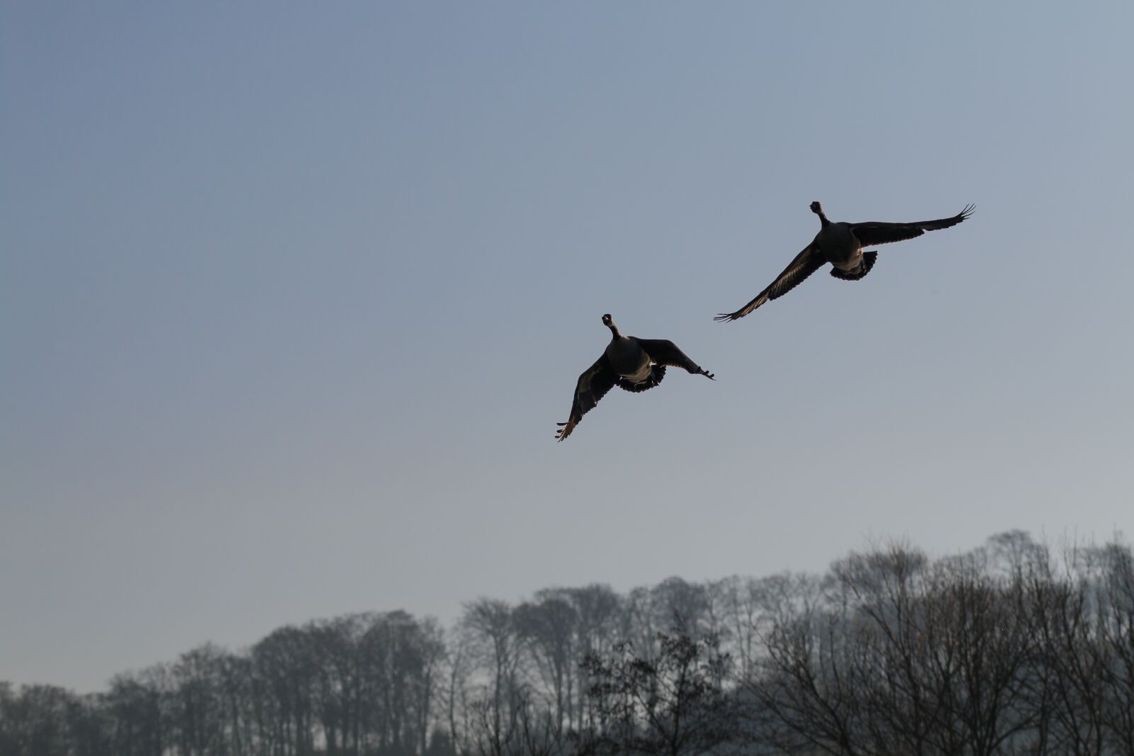 Canon EOS 70D sample photo. Geese, birds, flying photography