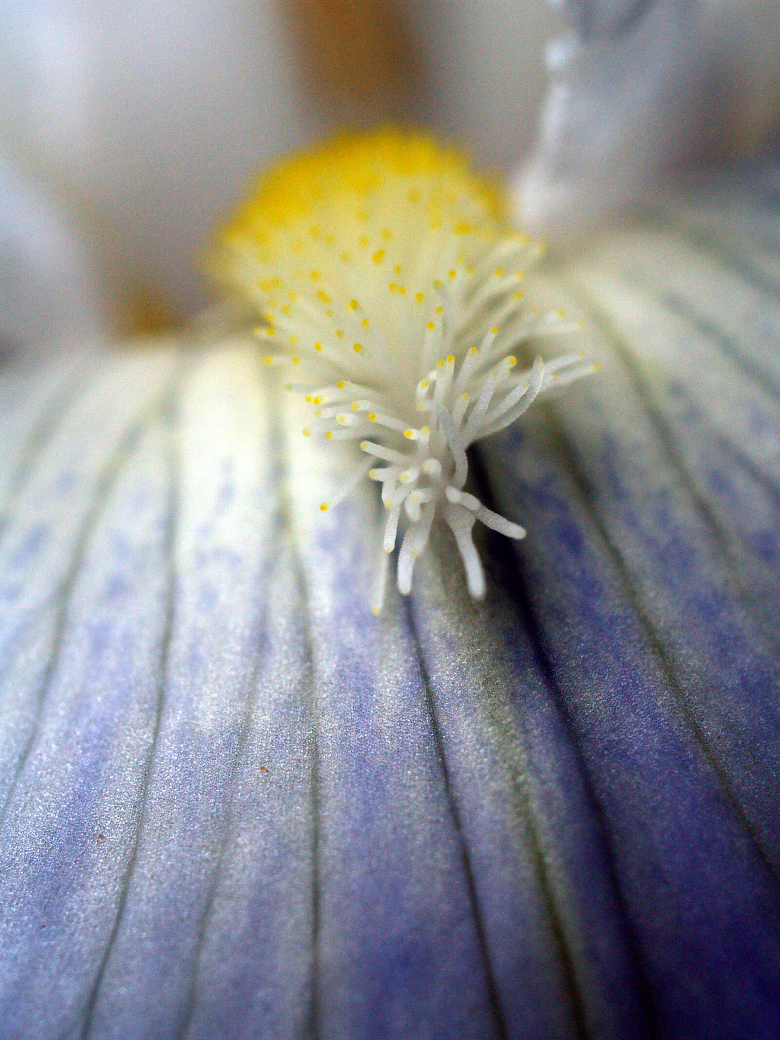 Olympus E-500 (EVOLT E-500) sample photo. Close, up, flower, macro photography