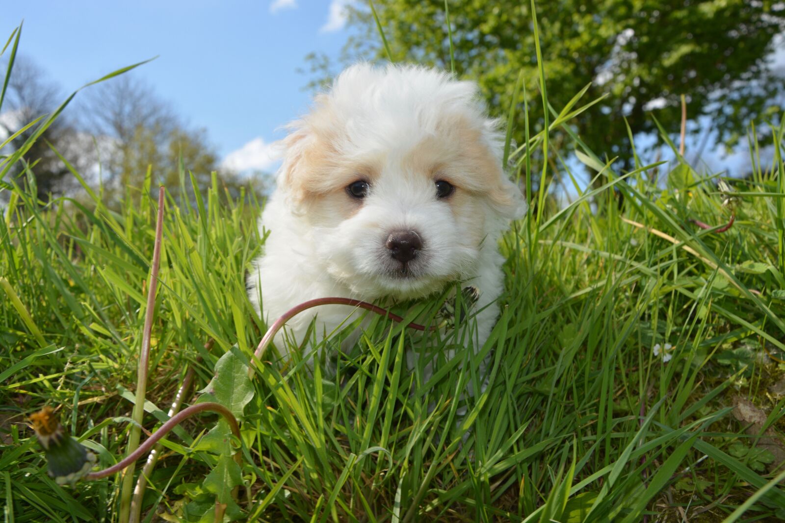 Nikon D5200 sample photo. Puppy, cotton tulear, male photography
